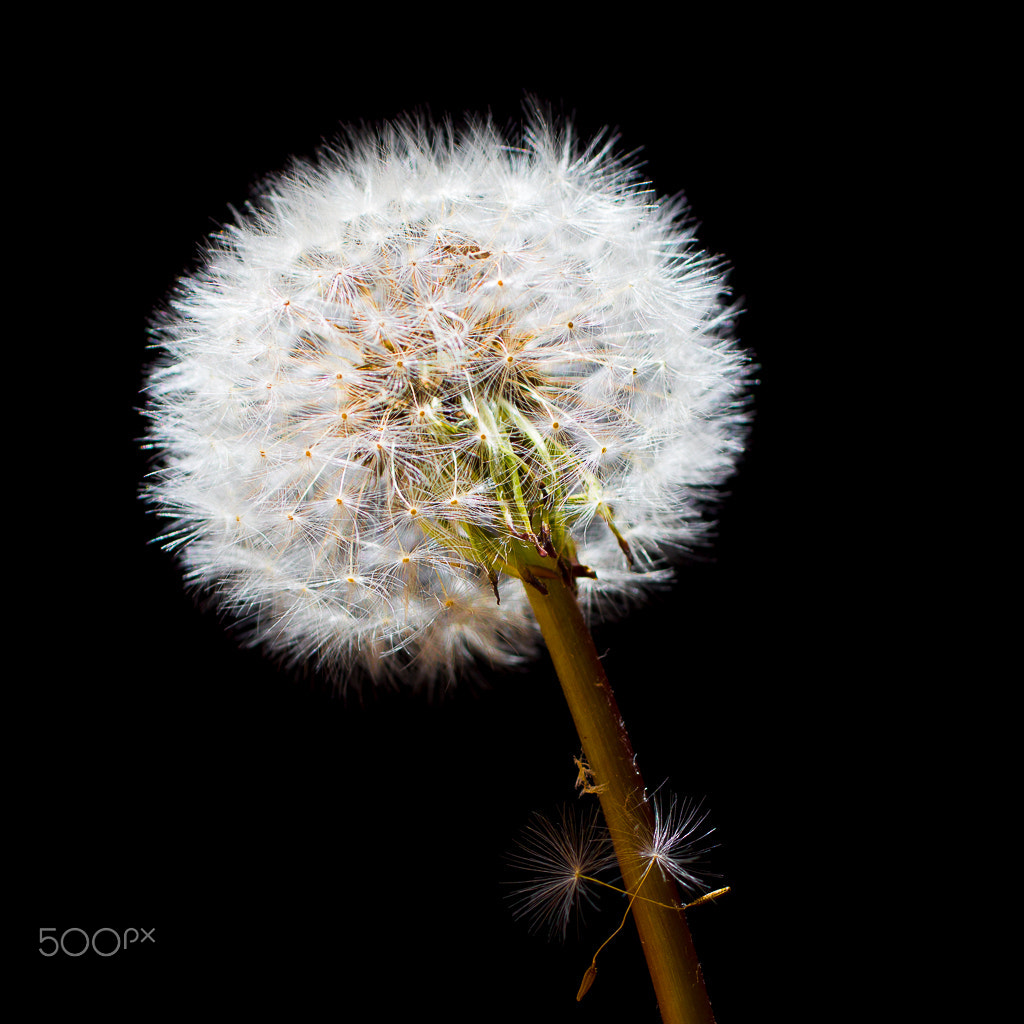 Canon EF 50mm F2.5 Macro sample photo. Dandelion photography