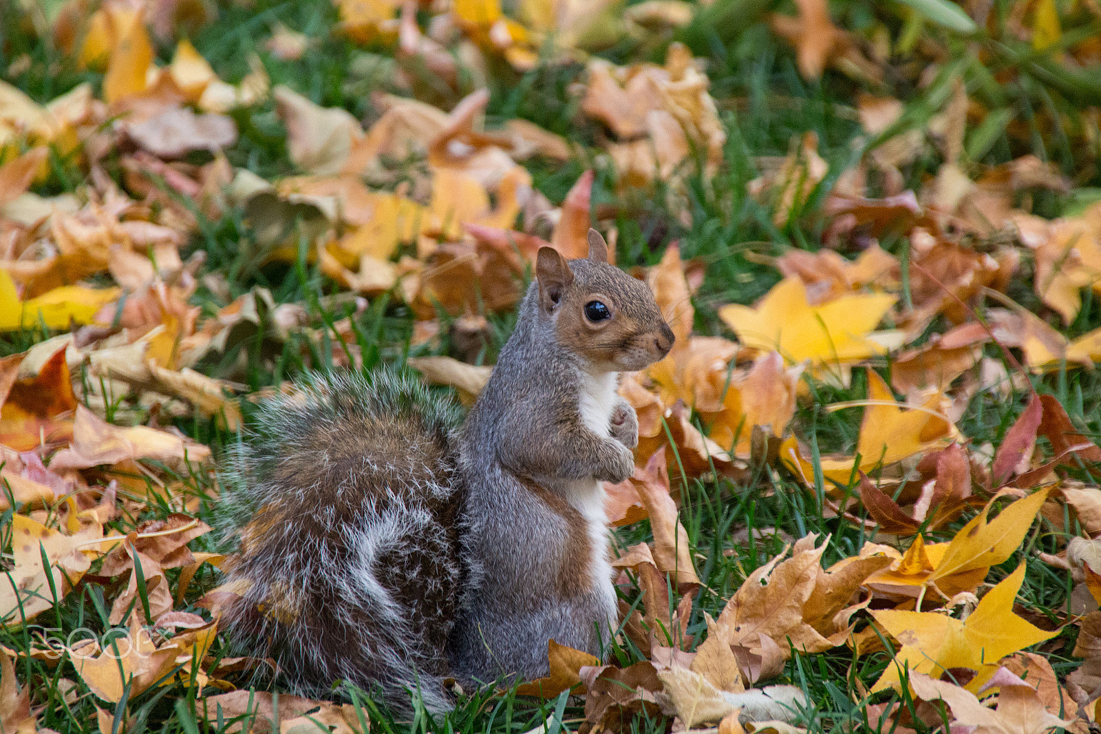 Canon EOS M sample photo. Squirrel photography