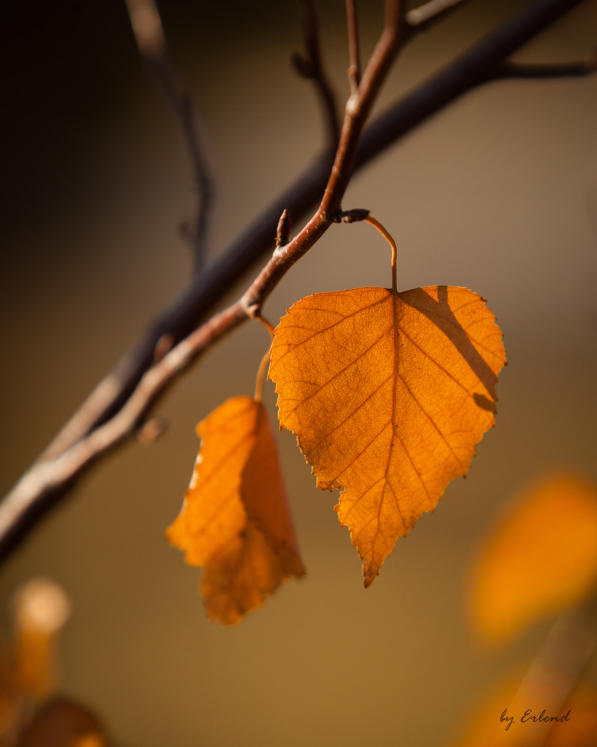 Canon EF 70-200mm F2.8L USM sample photo. Late fall photography