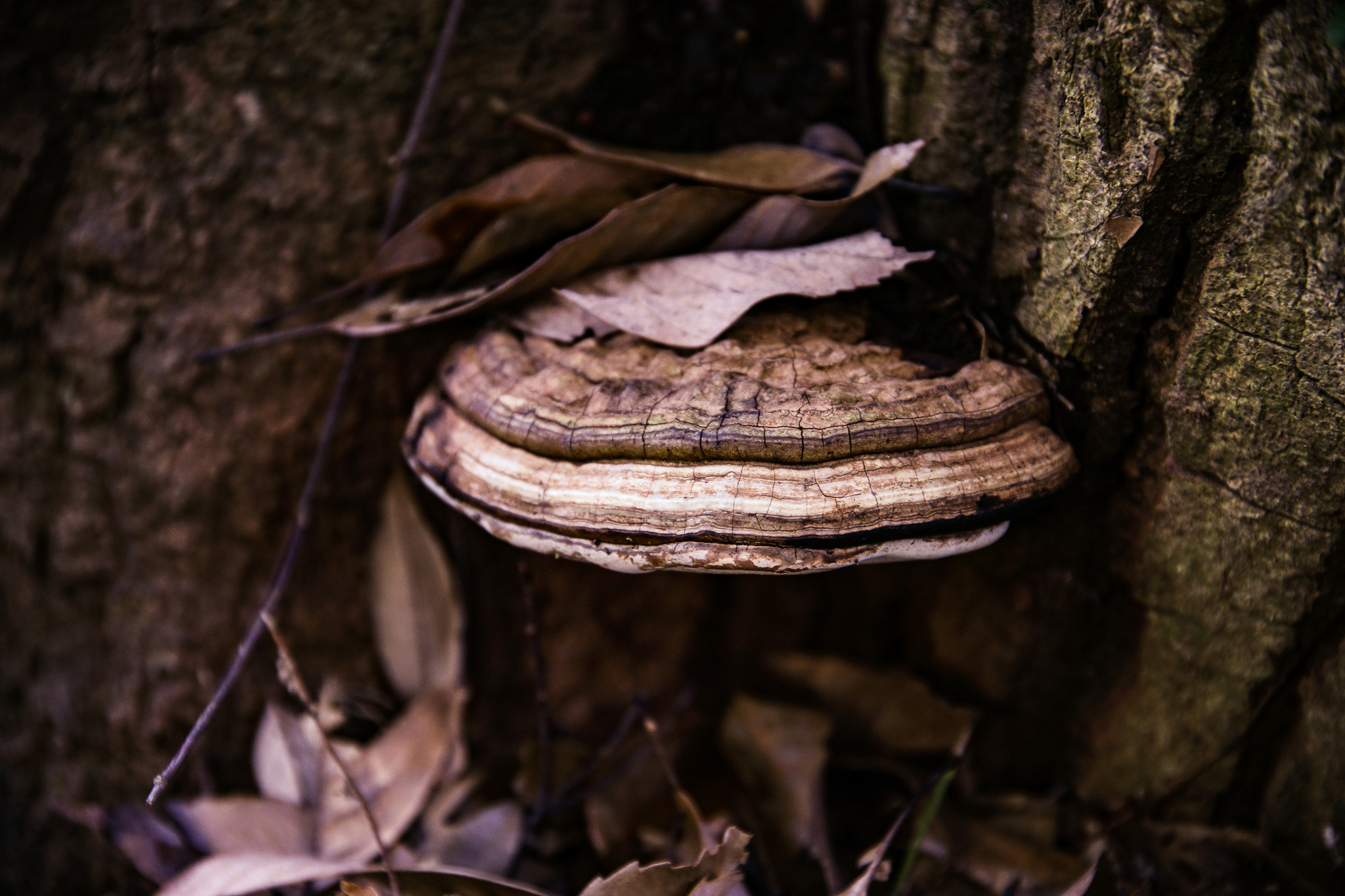 24-105mm F4 sample photo. Oreo photography