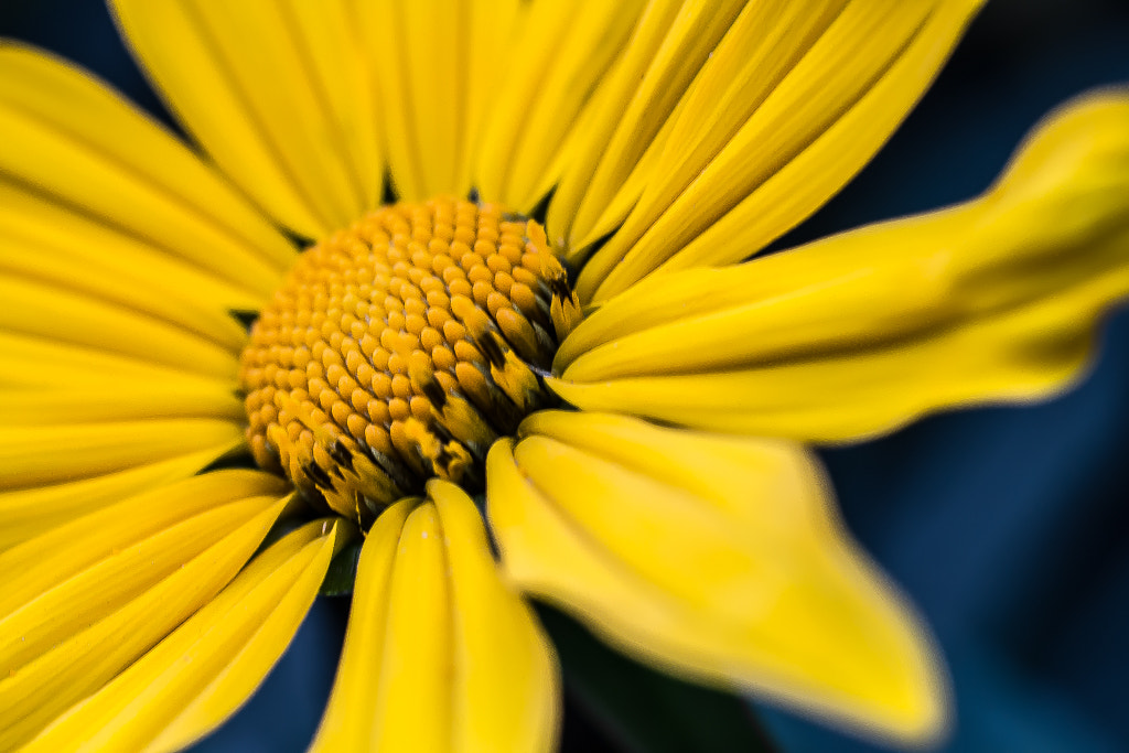 Canon EF 50mm F2.5 Macro sample photo. Alejandrovilla photography