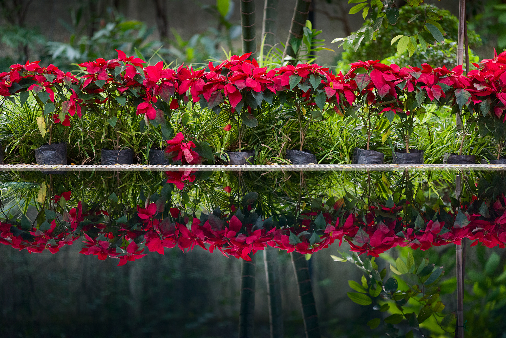 ZEISS Apo Sonnar T* 135mm F2 sample photo. Christmas garden photography