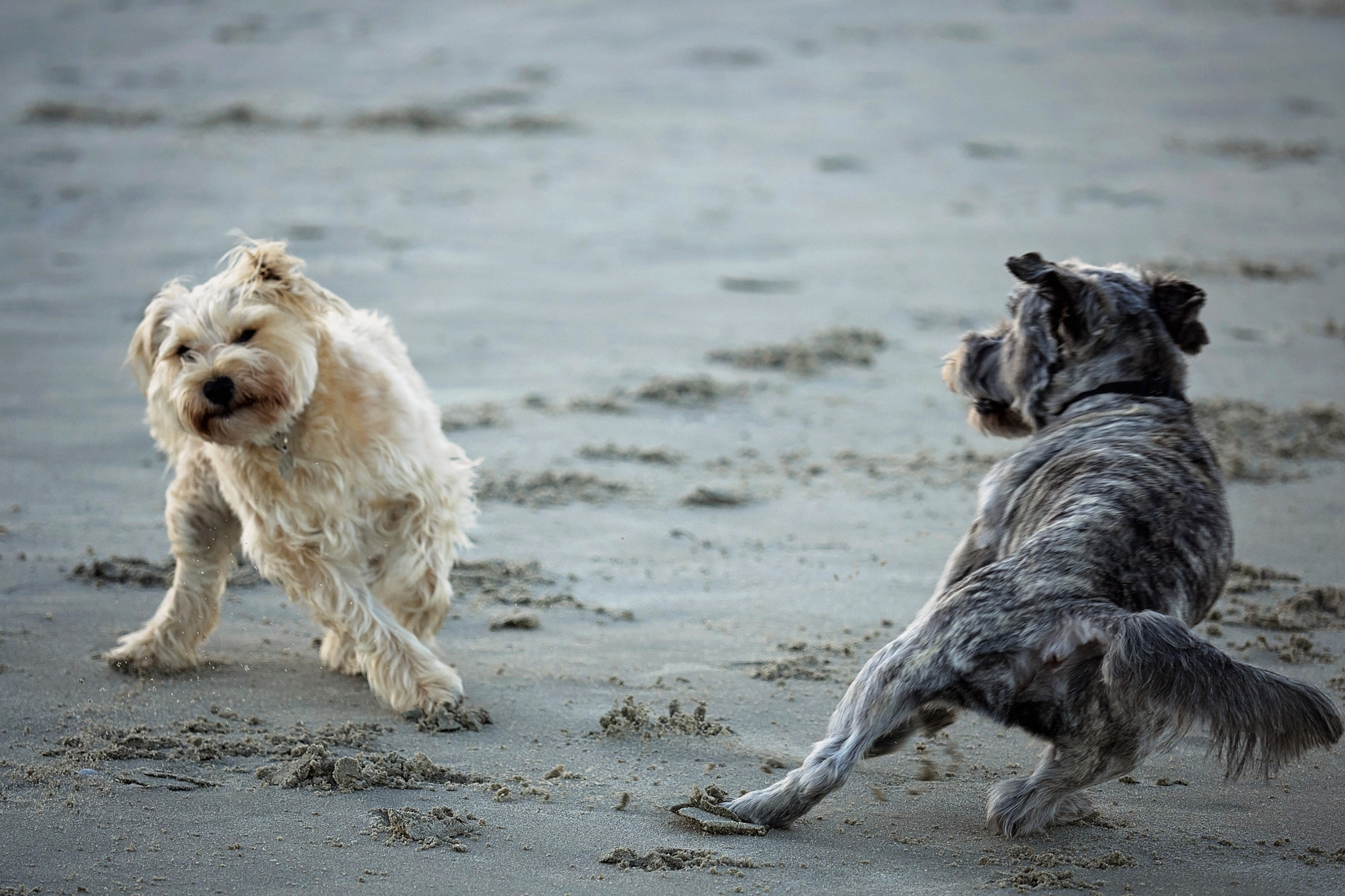 Panasonic Lumix DMC-GH4 + Olympus M.Zuiko Digital ED 40-150mm F2.8 Pro sample photo. Dogs at the beach photography