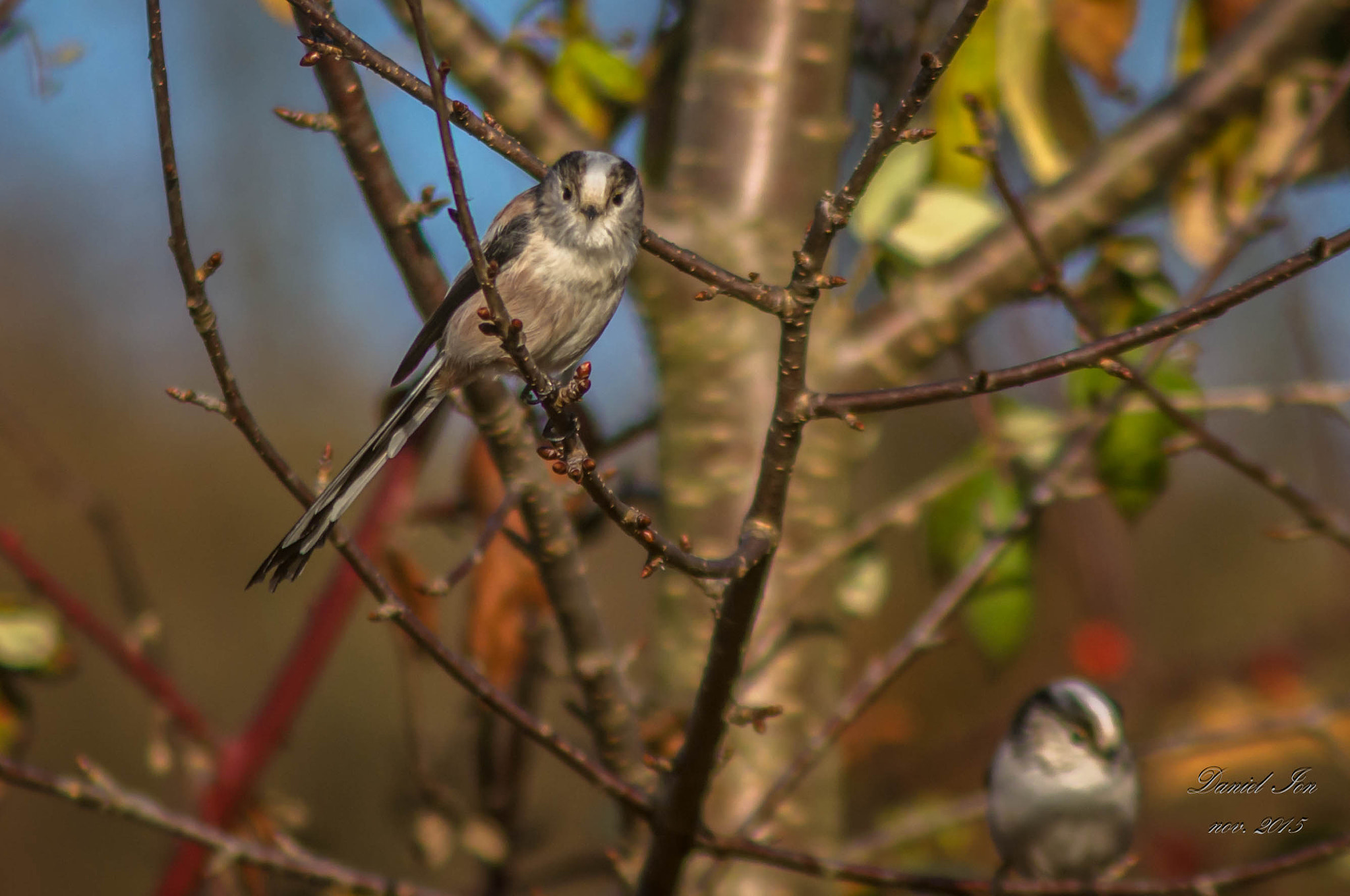 Pentax K-x + smc PENTAX-F 100-300mm F4.5-5.6 sample photo. Aegithalos caudatus photography