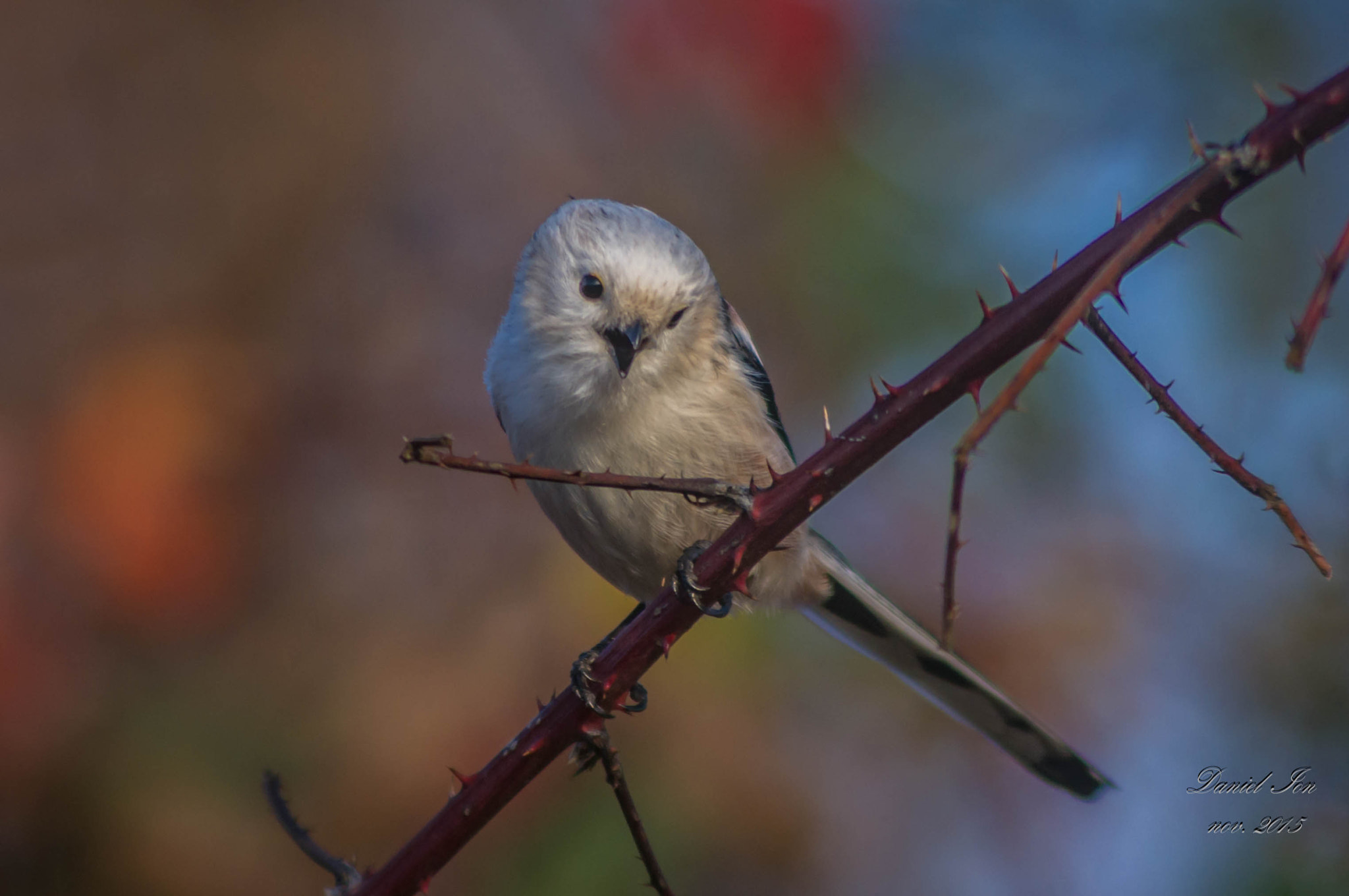 smc PENTAX-F 100-300mm F4.5-5.6 sample photo. Aegithalos caudatus photography