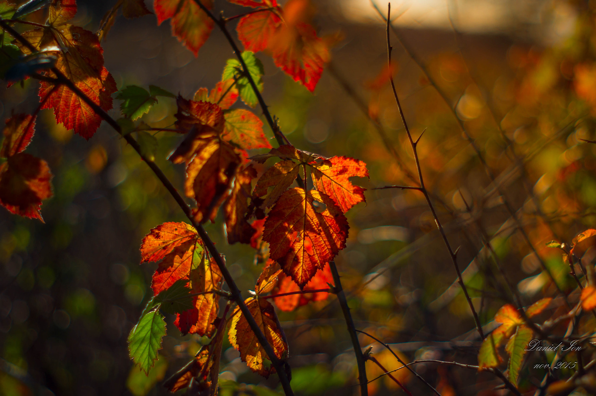 Pentax K-x + A Series Lens sample photo. Color photography