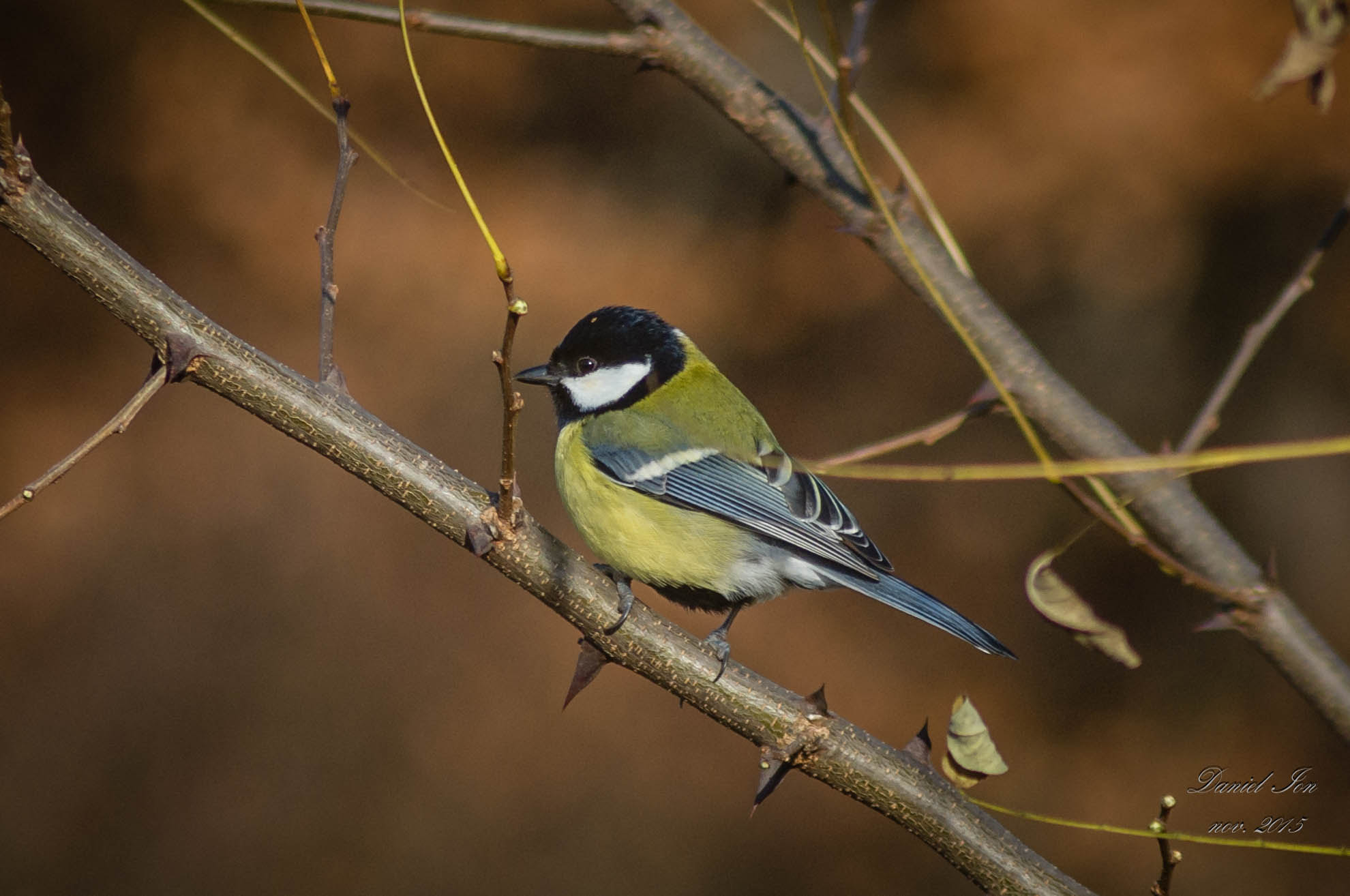 smc PENTAX-F 100-300mm F4.5-5.6 sample photo. Parus major photography