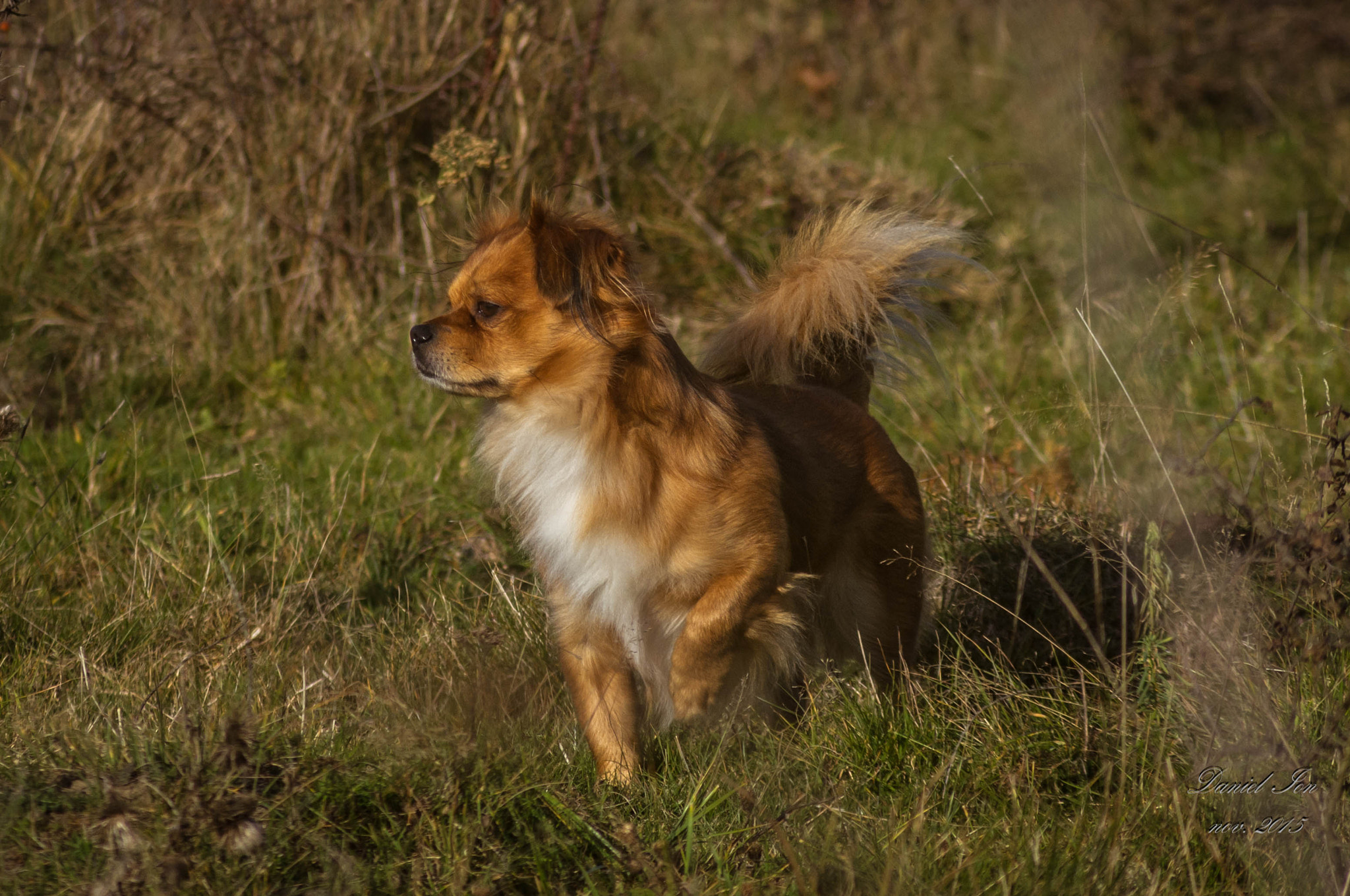 Pentax K-x + smc PENTAX-F 100-300mm F4.5-5.6 sample photo. Labuta photography