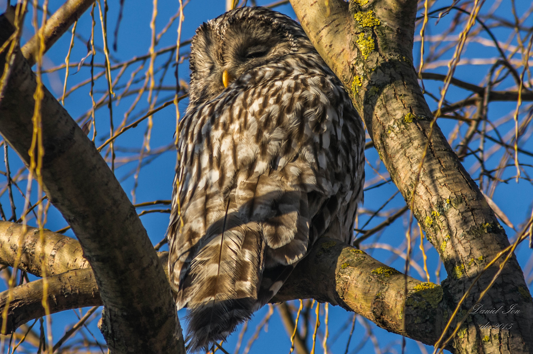 smc PENTAX-F 100-300mm F4.5-5.6 sample photo. Strix uralensis photography