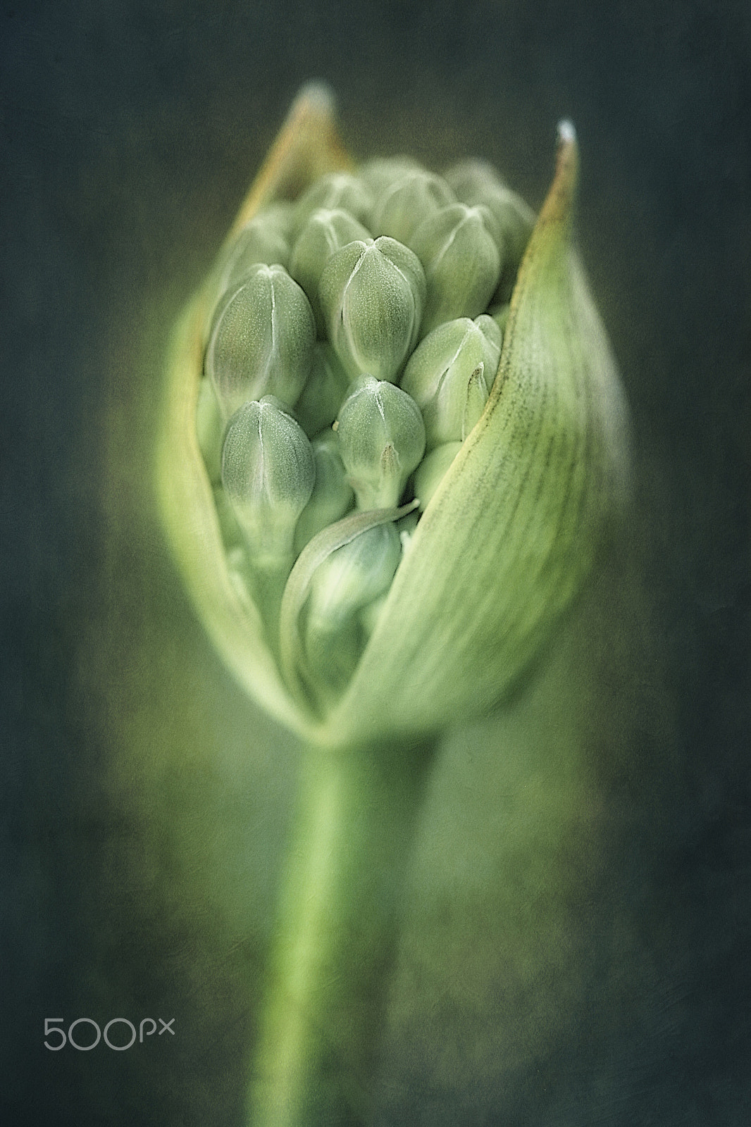 Canon EOS 5D + Canon EF 100mm F2.8 Macro USM sample photo. Lily of the nile photography