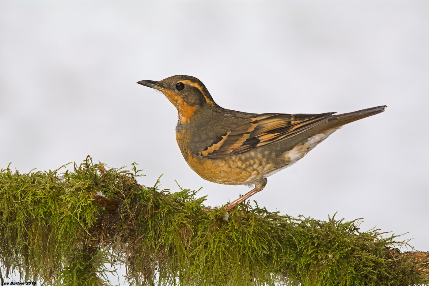 Nikon AF-S Nikkor 200-400mm F4G ED-IF VR sample photo. Varied thrush photography