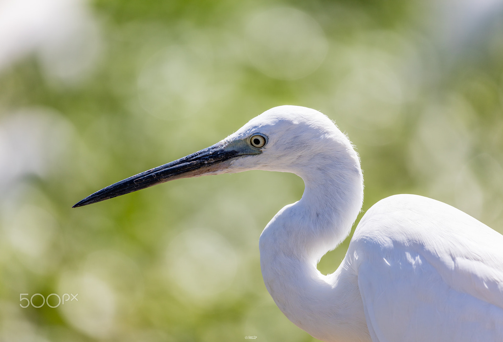 Canon EOS 5DS R + Canon EF 100-400mm F4.5-5.6L IS USM sample photo. The white heron photography