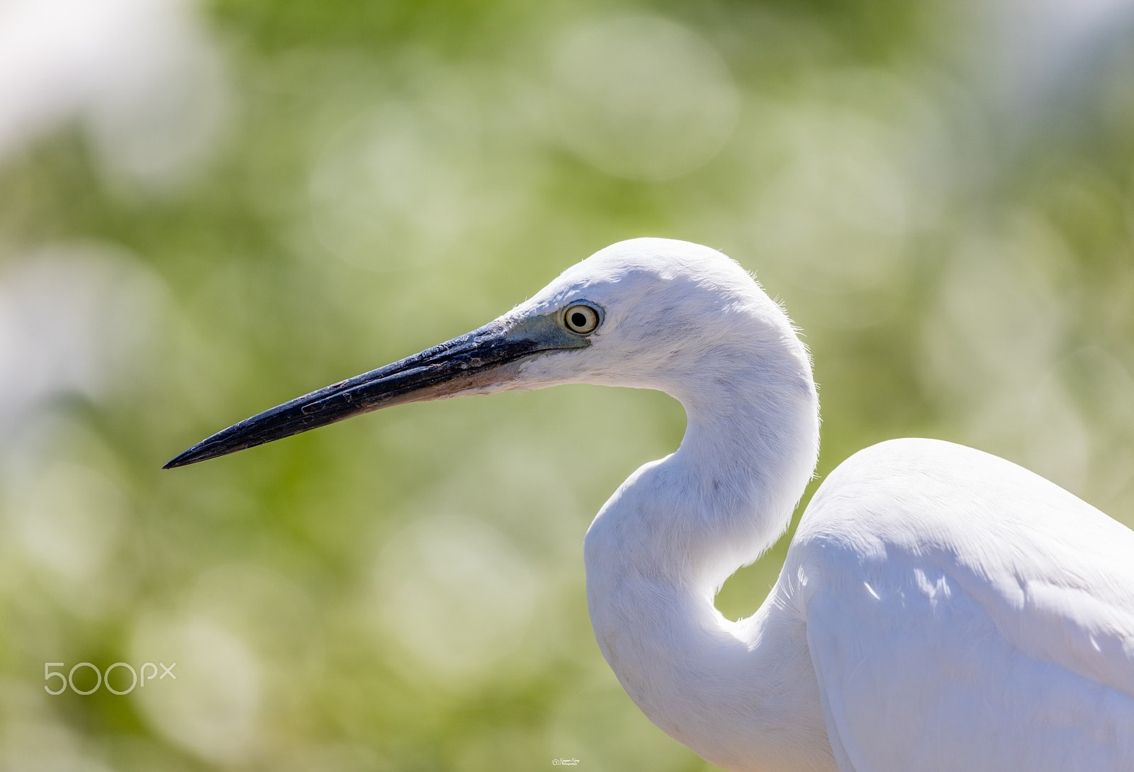 Canon EF 100-400mm F4.5-5.6L IS USM sample photo. The white heron photography