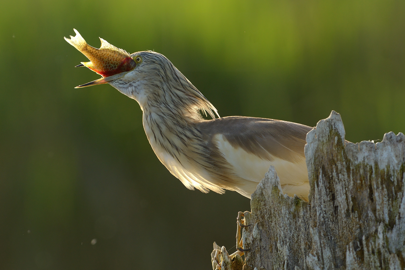 Nikon AF-S Nikkor 300mm F2.8G ED-IF VR sample photo. Squacco heron photography