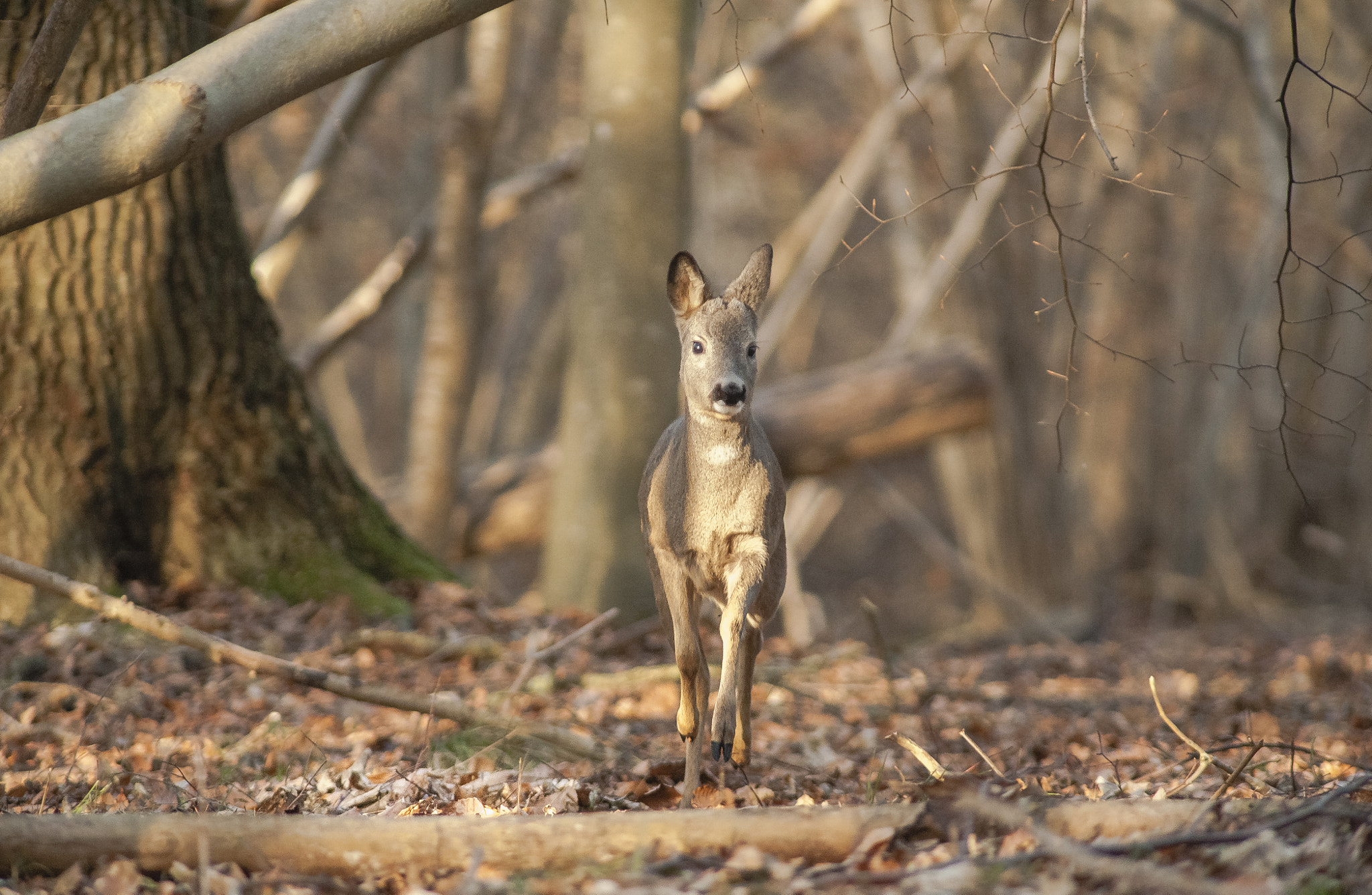 Nikon D700 + AF Nikkor 300mm f/4 IF-ED sample photo. Looking for mom photography