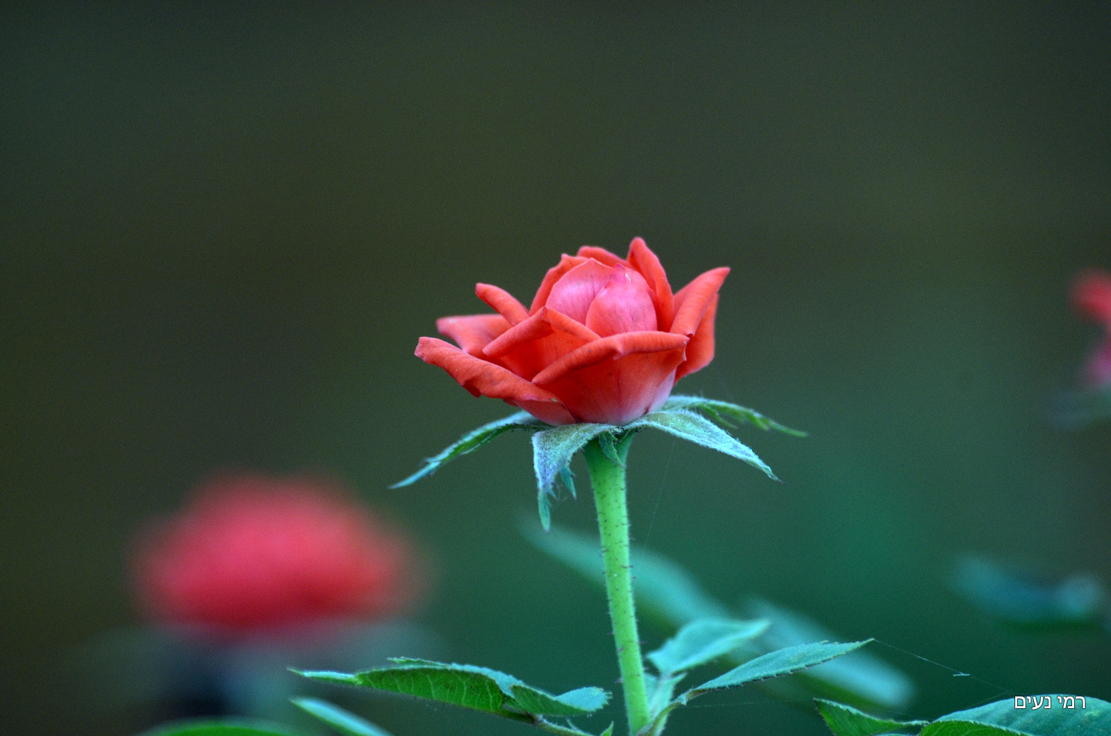 Sigma 70-300mm F4-5.6 APO Macro Super II sample photo. A rose photography