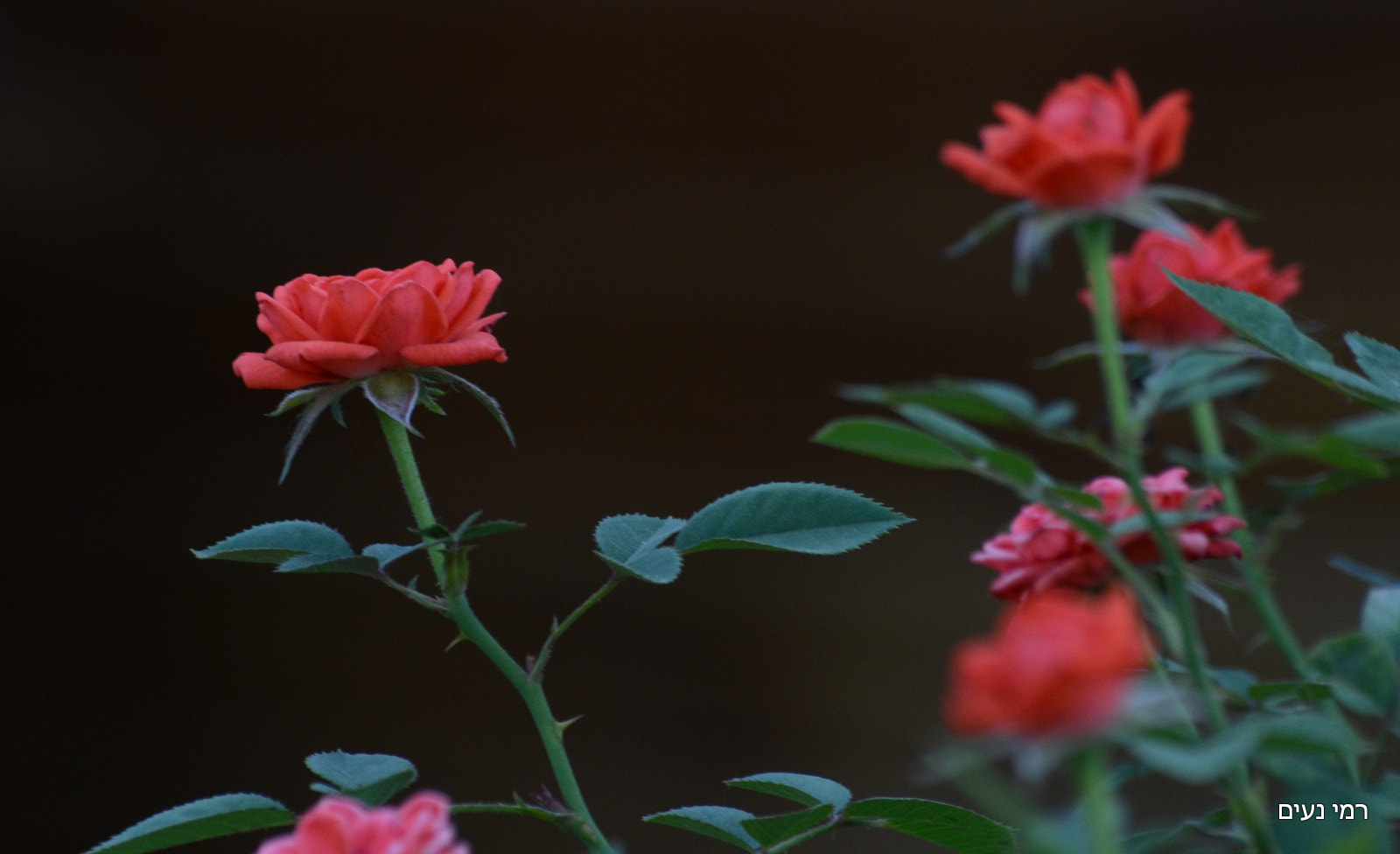 Sigma 70-300mm F4-5.6 APO Macro Super II sample photo. A rose photography