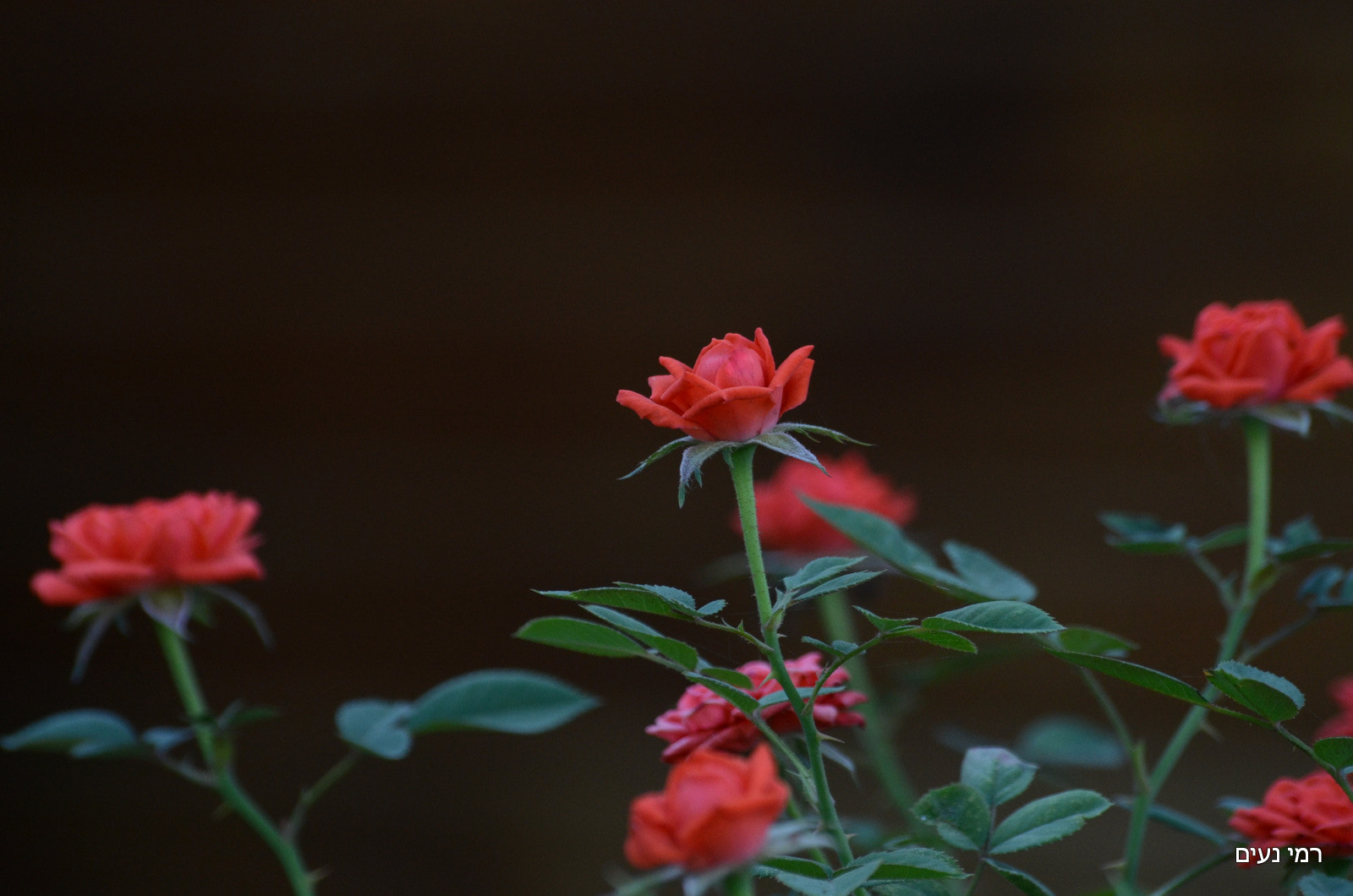 Sigma 70-300mm F4-5.6 APO Macro Super II sample photo. A rose photography