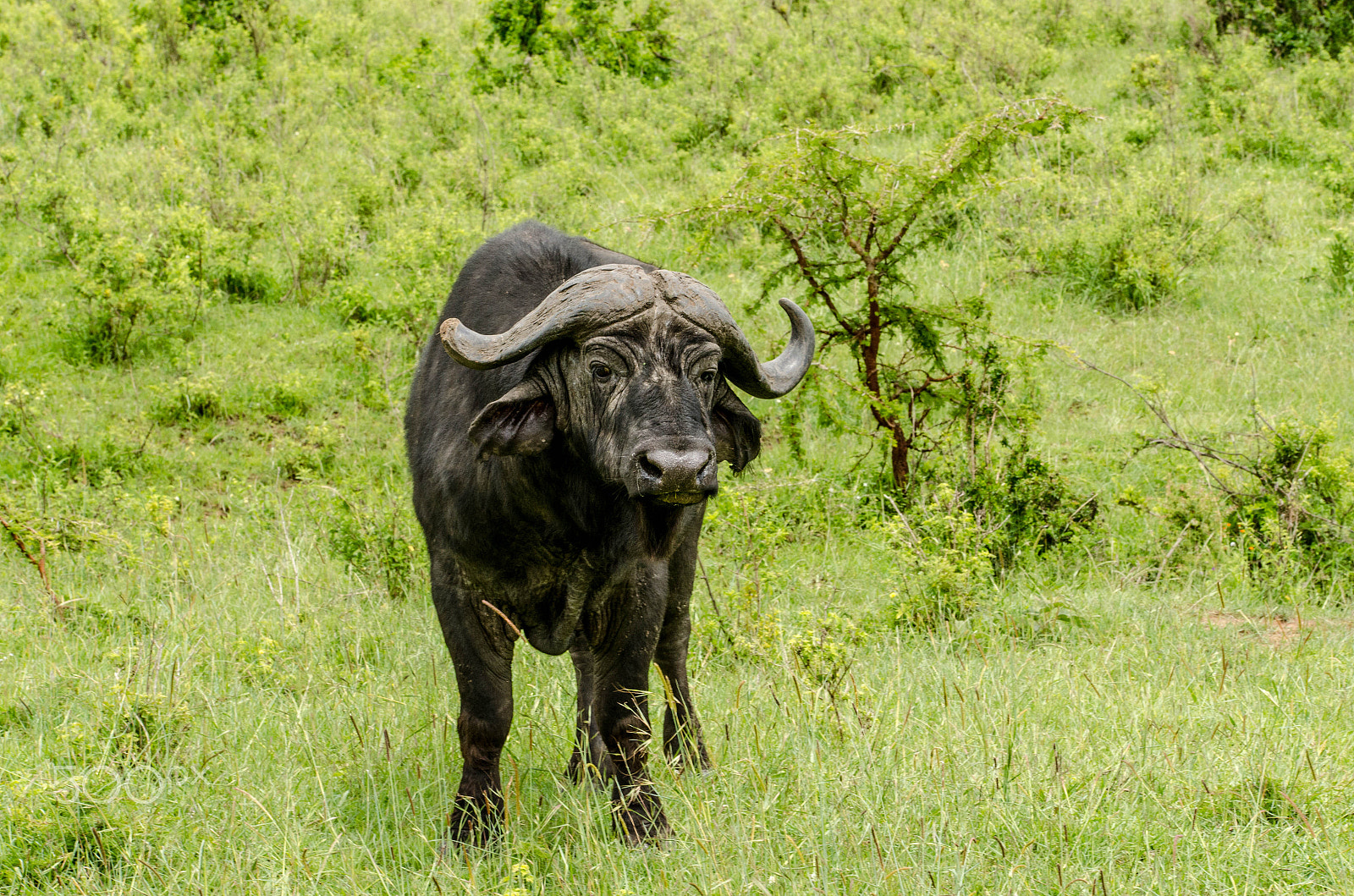 Sigma 50-150mm F2.8 EX APO DC OS HSM sample photo. Buffalo photography