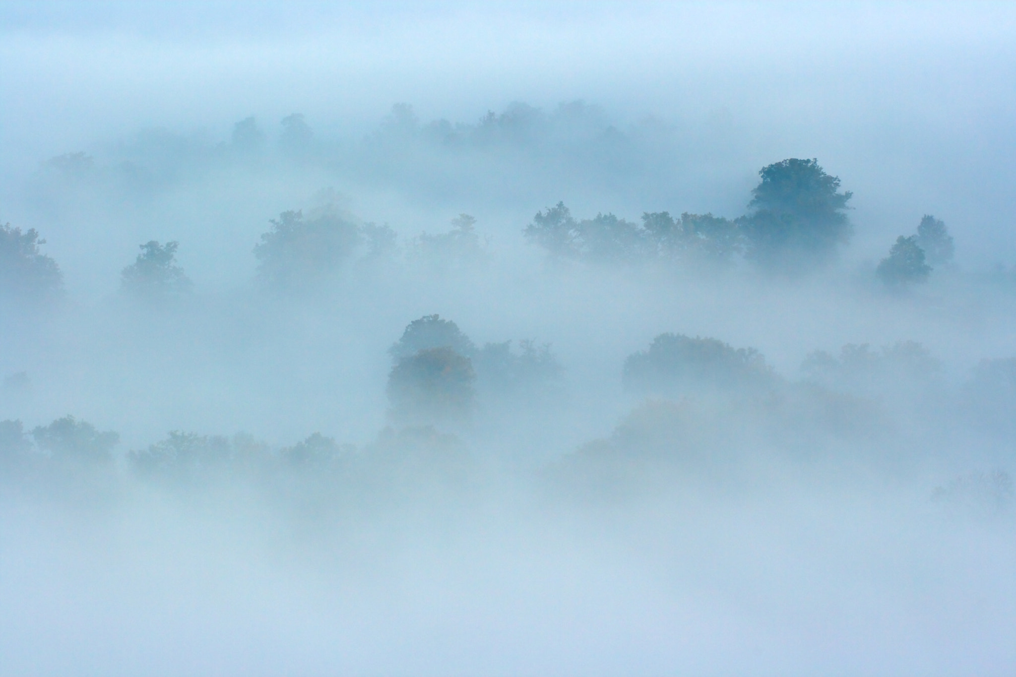 Canon EF 180mm F3.5L Macro USM sample photo. Trees in the mist photography