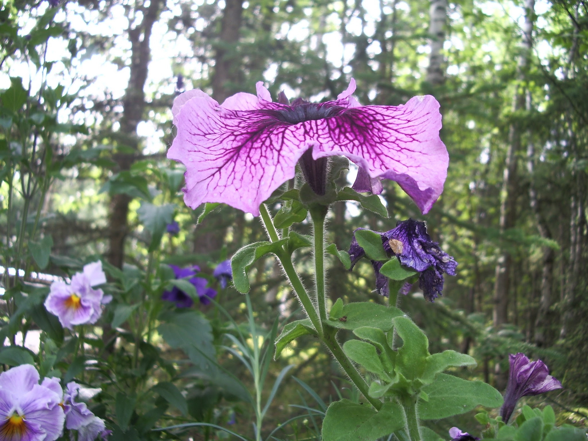 Pentax OPTIO S50 sample photo