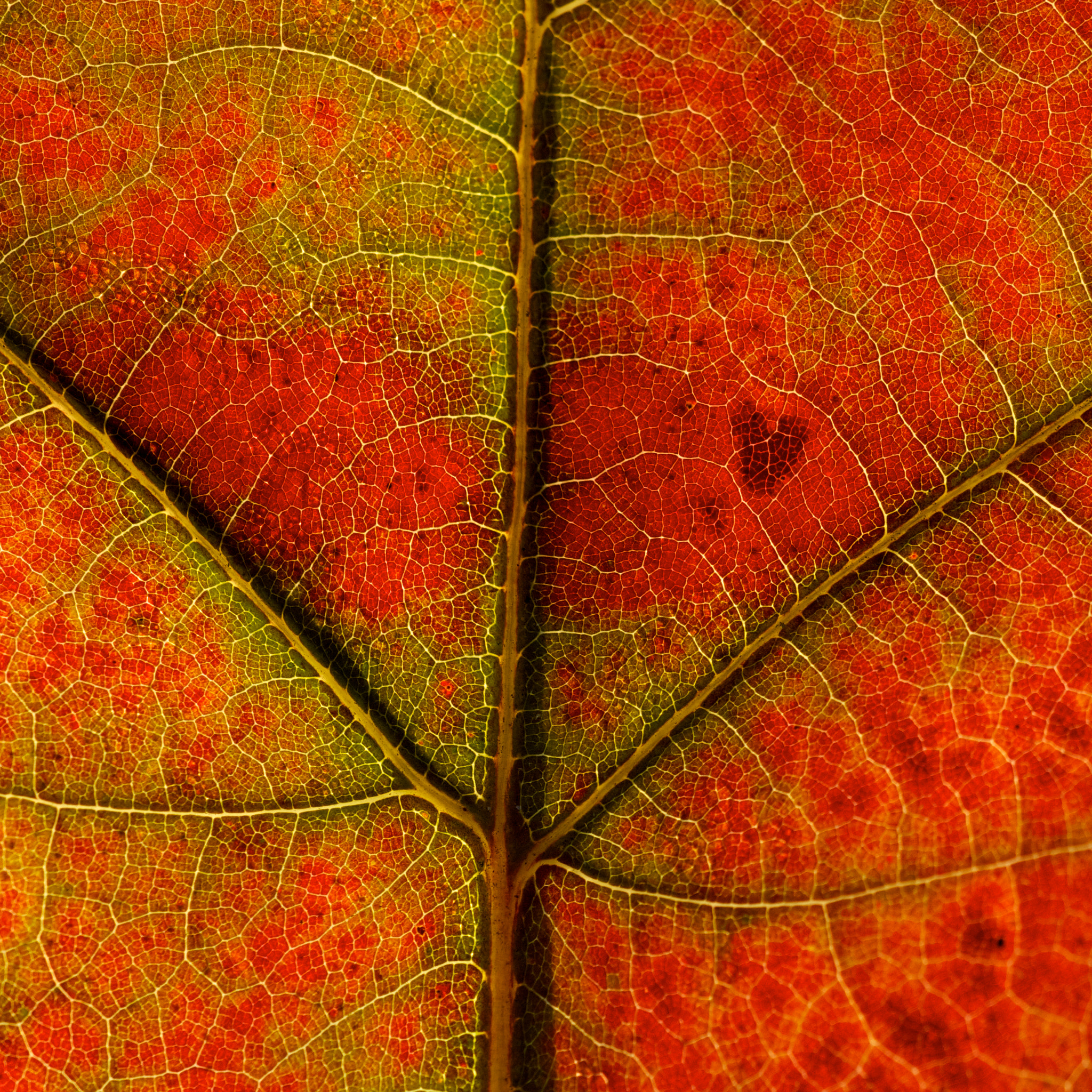 Canon EF 180mm F3.5L Macro USM sample photo. Vegetal heart photography