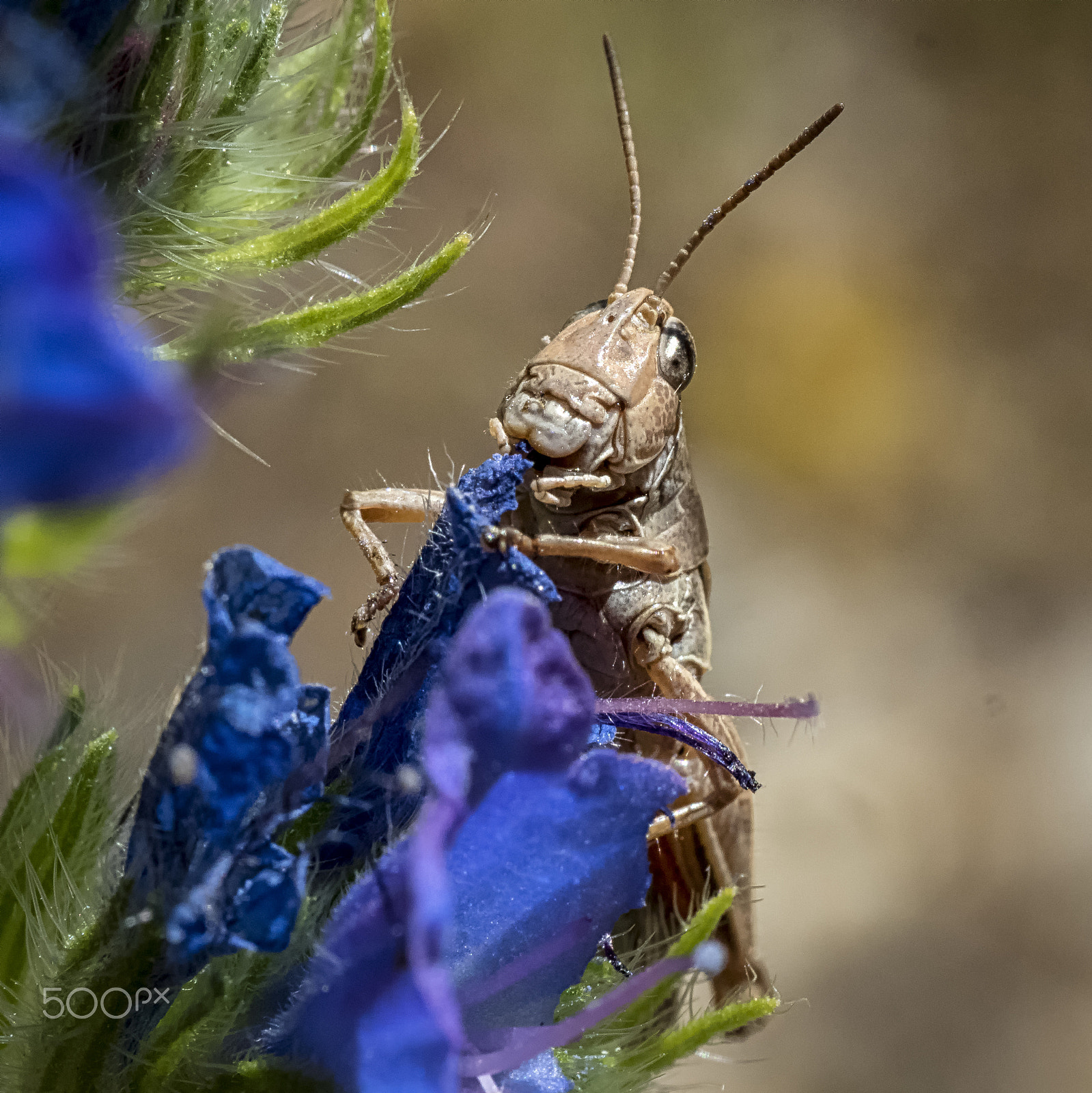 Panasonic Leica DG Macro-Elmarit 45mm F2.8 ASPH OIS sample photo. New zealand grasshopper photography