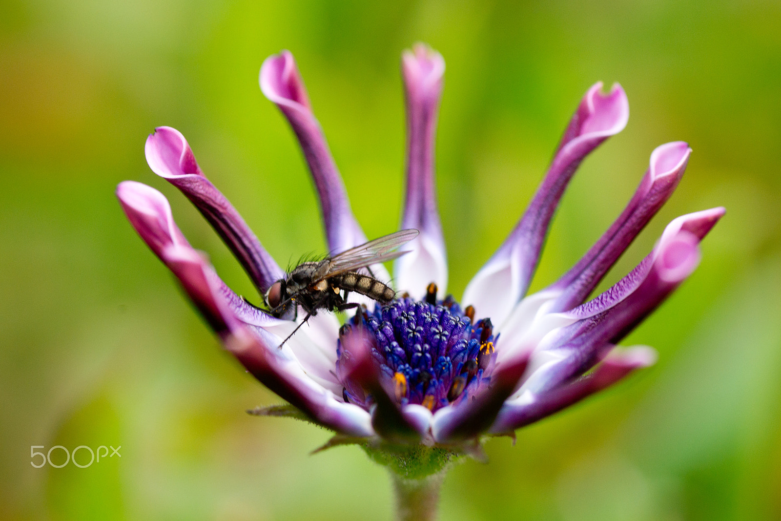Sony Alpha DSLR-A850 + Tamron SP AF 90mm F2.8 Di Macro sample photo. Feeding time photography