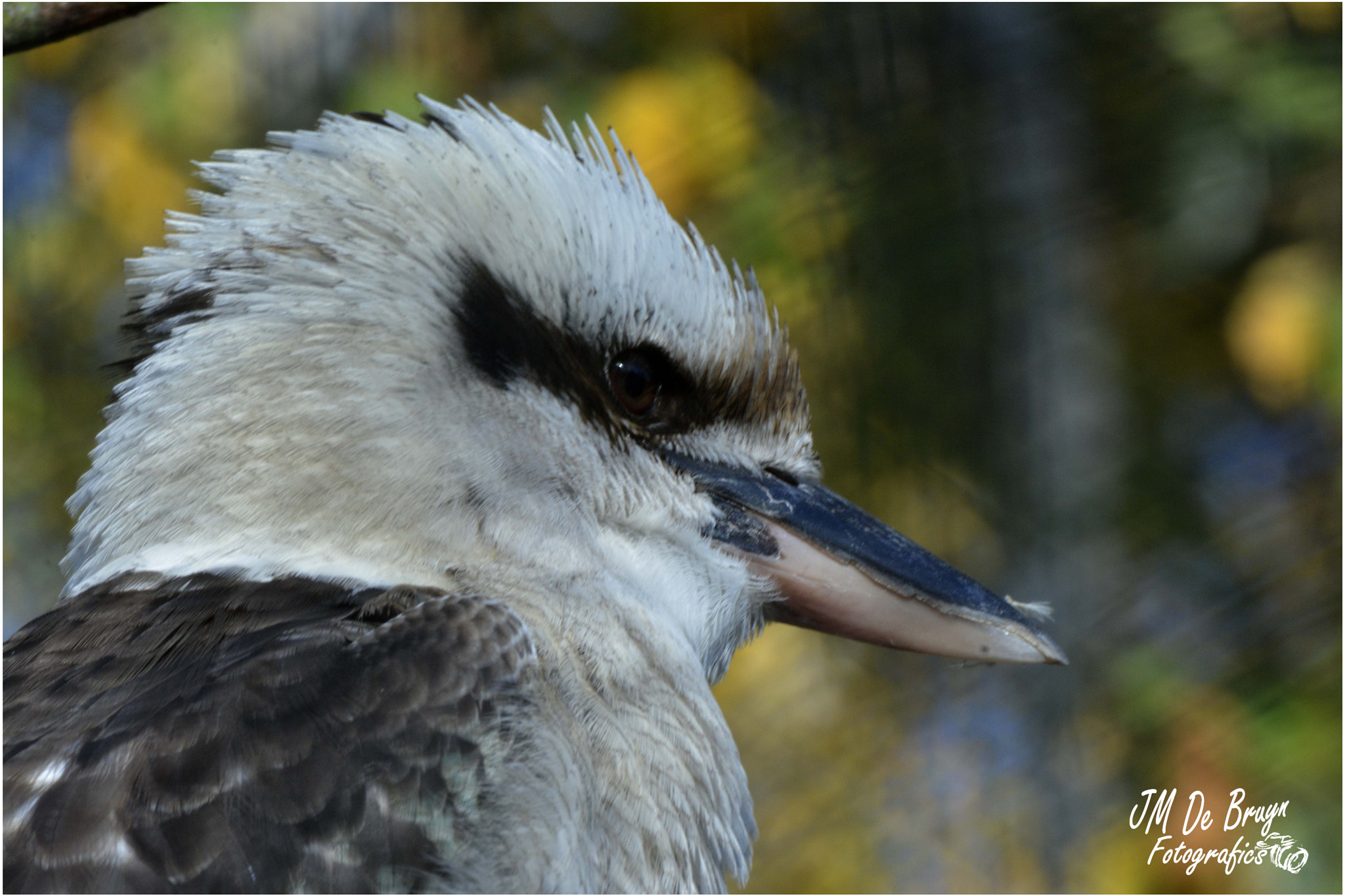 Sigma 135-400mm F4.5-5.6 APO Aspherical sample photo. Kookaburra photography