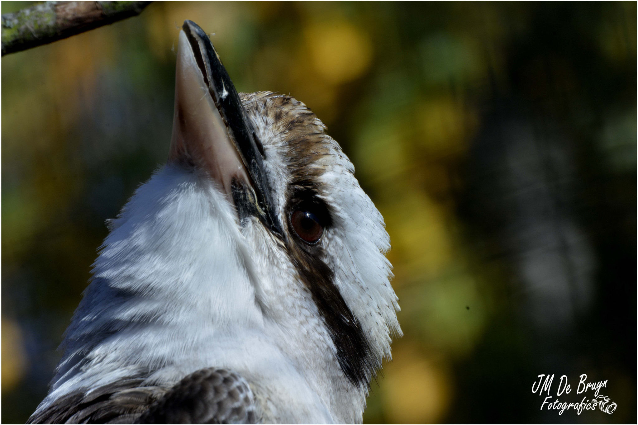 Sigma 135-400mm F4.5-5.6 APO Aspherical sample photo. Kookaburra photography