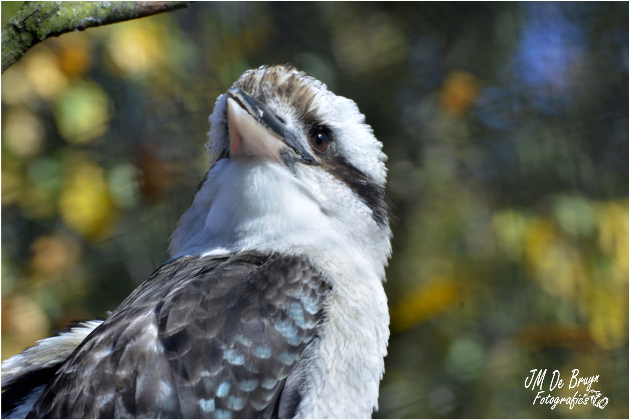 Sigma 135-400mm F4.5-5.6 APO Aspherical sample photo. Kookaburra photography