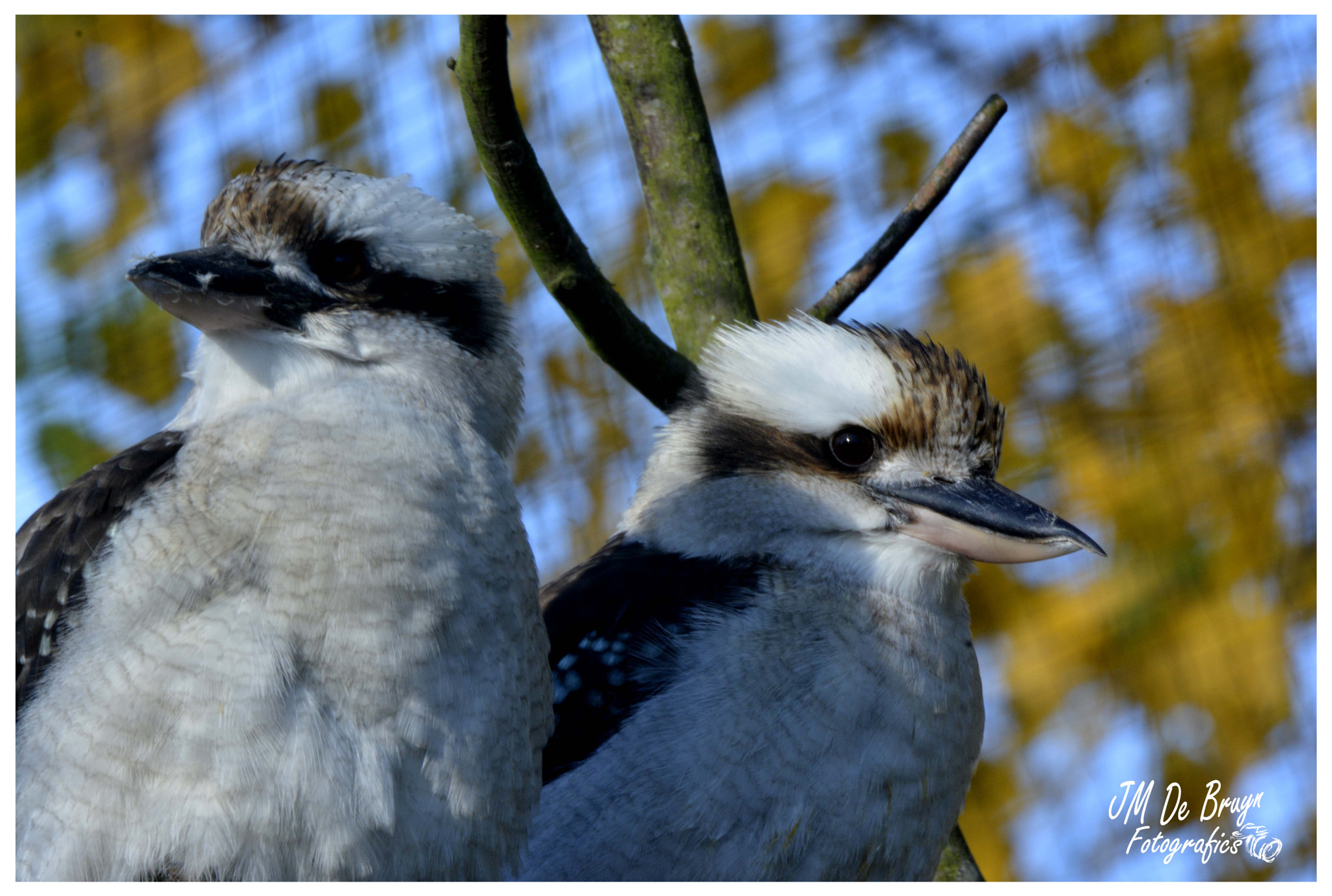 Nikon D7100 + Sigma 135-400mm F4.5-5.6 APO Aspherical sample photo. Kookaburra photography