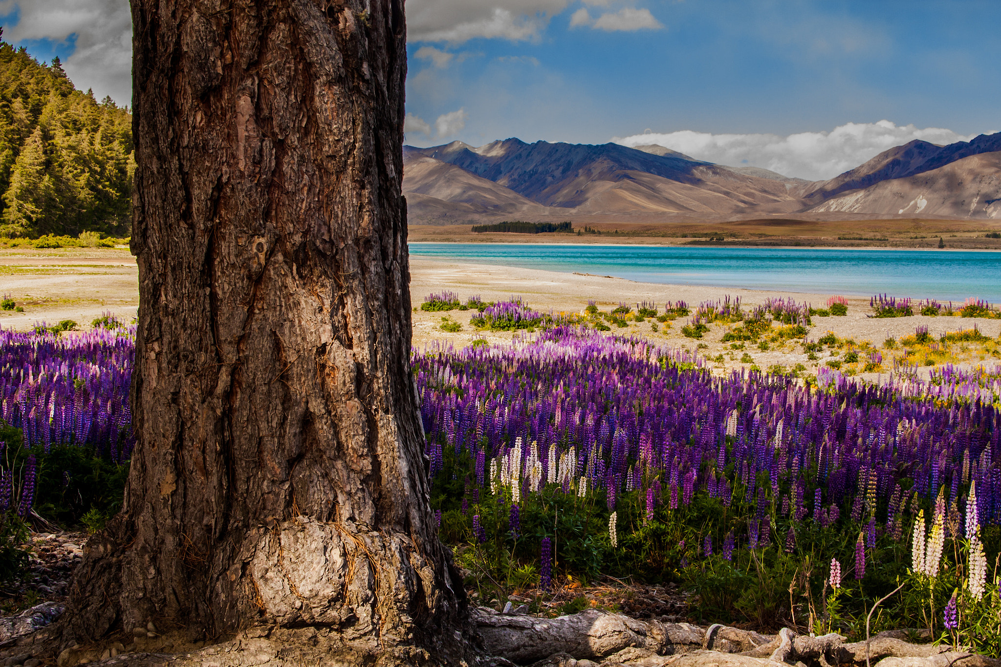 Tamron AF 28-200mm F3.8-5.6 XR Di Aspherical (IF) Macro sample photo. Lake tekapo loupins photography