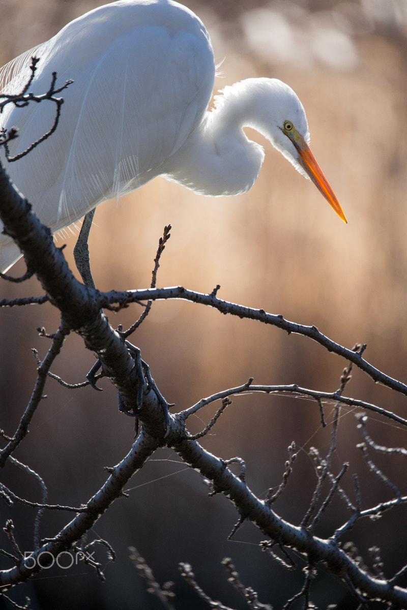 Sigma 150-600mm F5-6.3 DG OS HSM | C sample photo. Portrait of egret photography