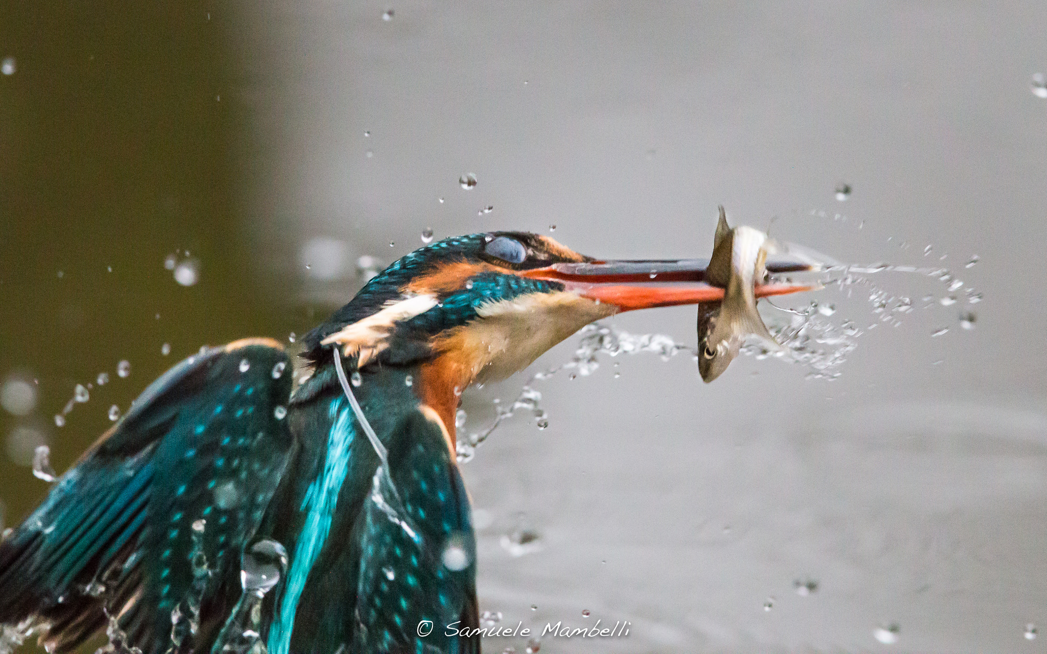 Canon EOS 70D + Canon EF 300mm F2.8L IS USM sample photo. Il dettaglio photography