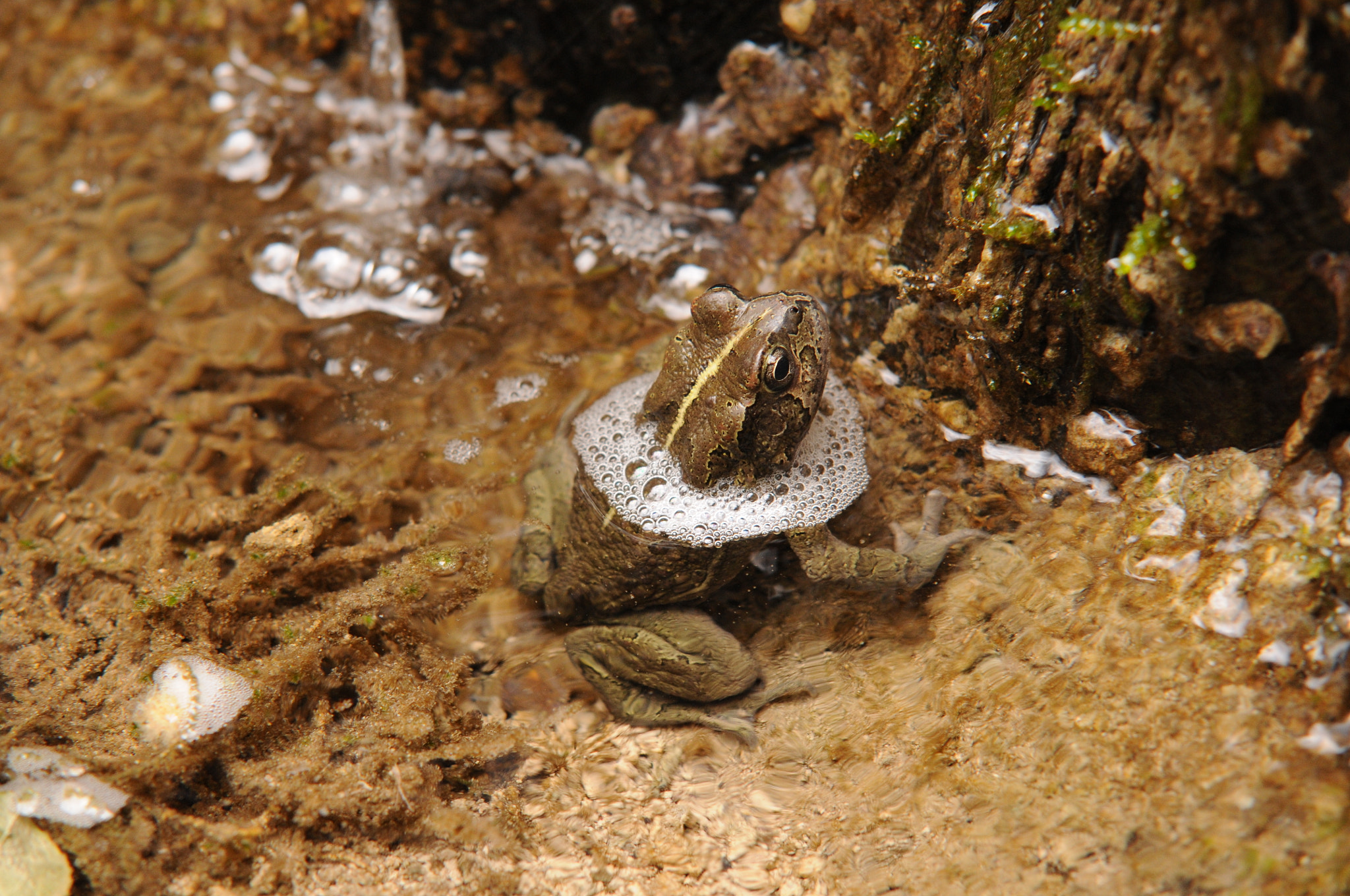 Nikon D300 + Sigma 50-150mm F2.8 EX APO DC HSM sample photo. Mr yemeni frog photography