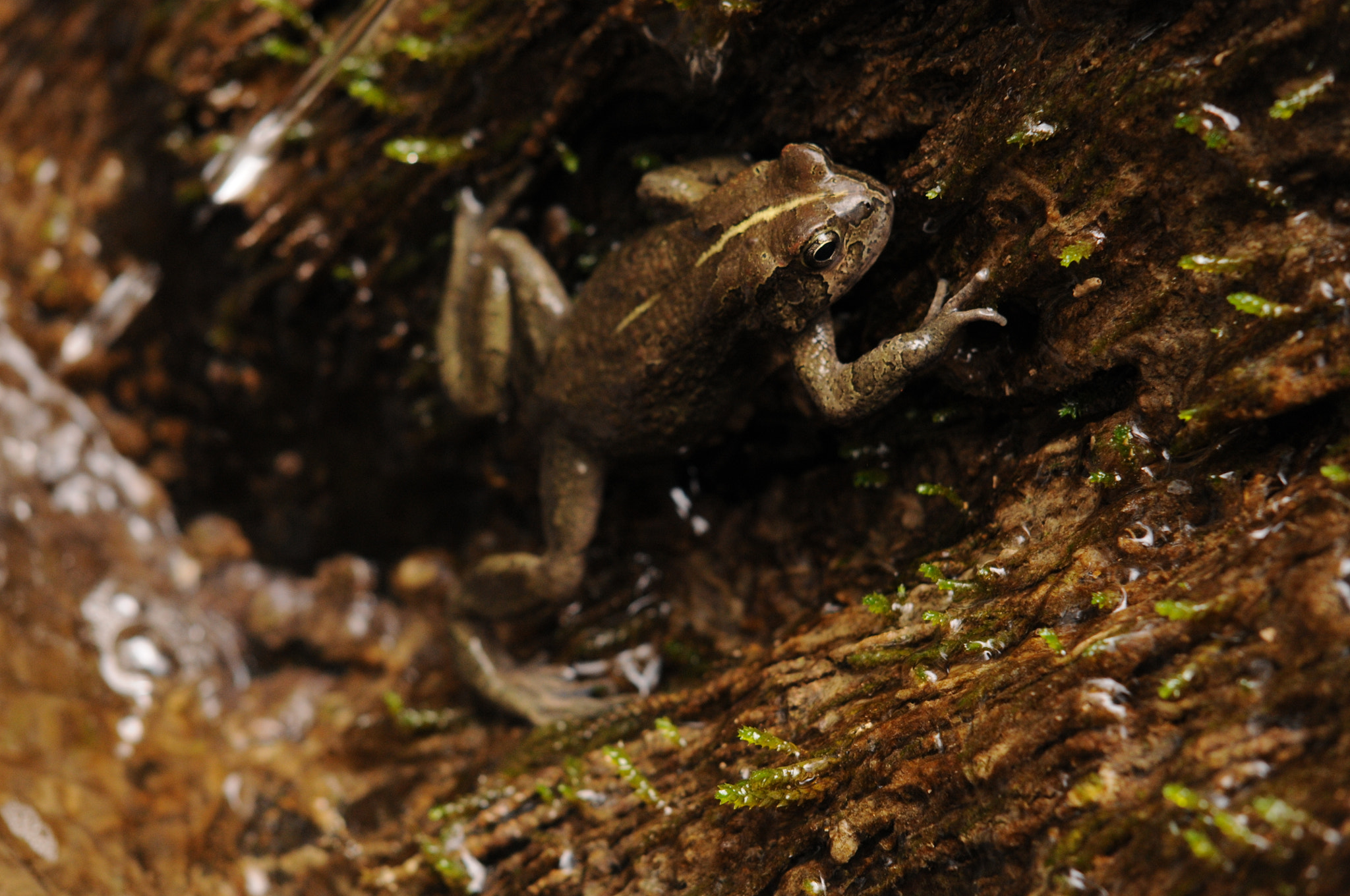 Nikon D300 + Sigma 50-150mm F2.8 EX APO DC HSM sample photo. Mr yemeni frog photography