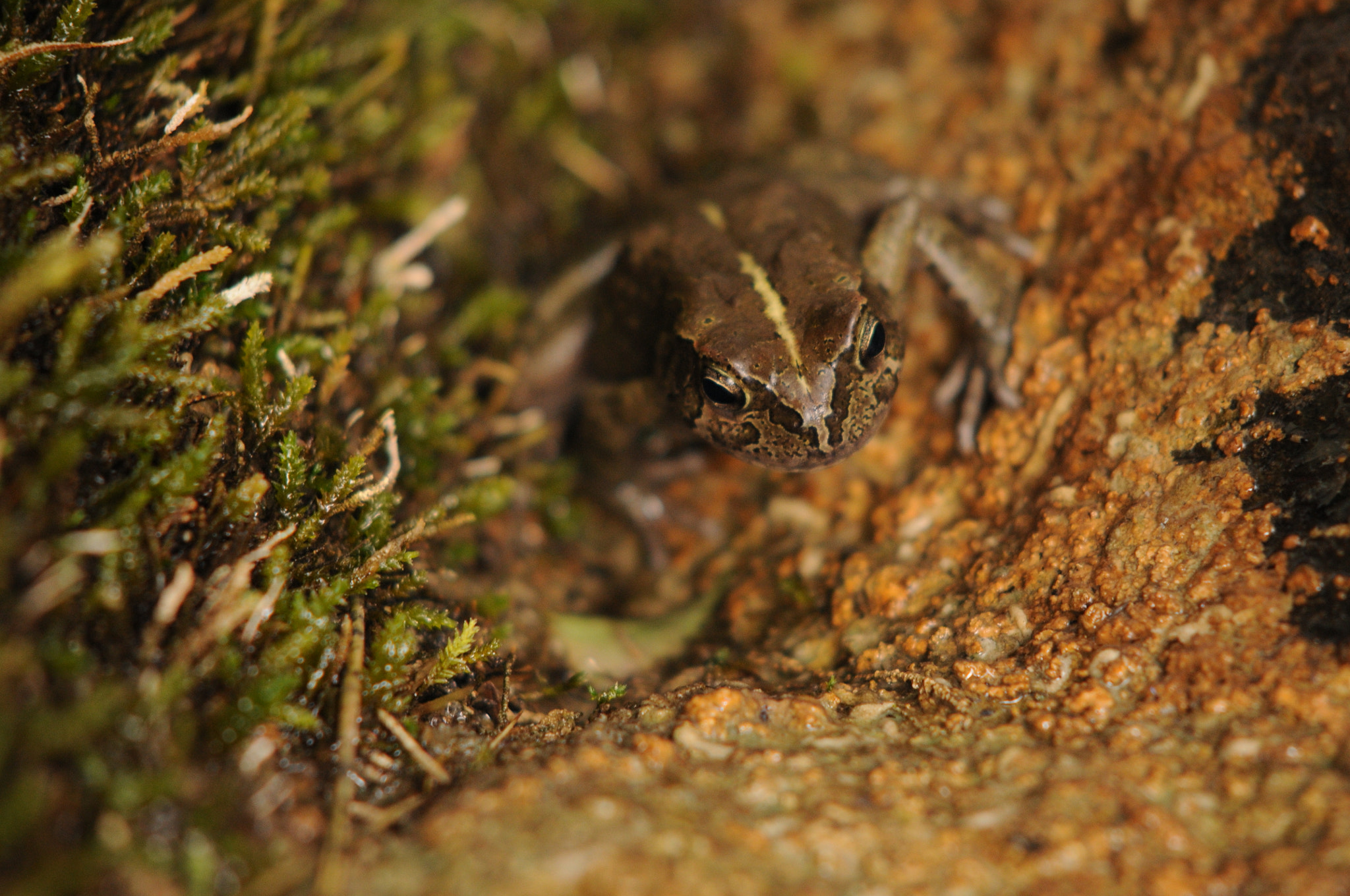 Nikon D300 + Sigma 50-150mm F2.8 EX APO DC HSM sample photo. Mr yemeni frog photography