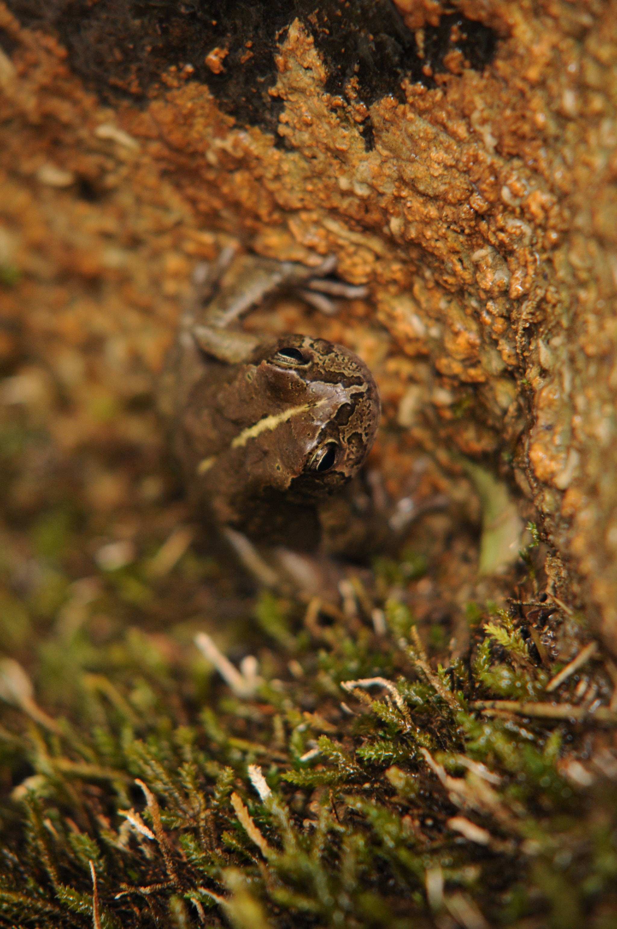 Nikon D300 + Sigma 50-150mm F2.8 EX APO DC HSM sample photo. Mr yemeni frog photography