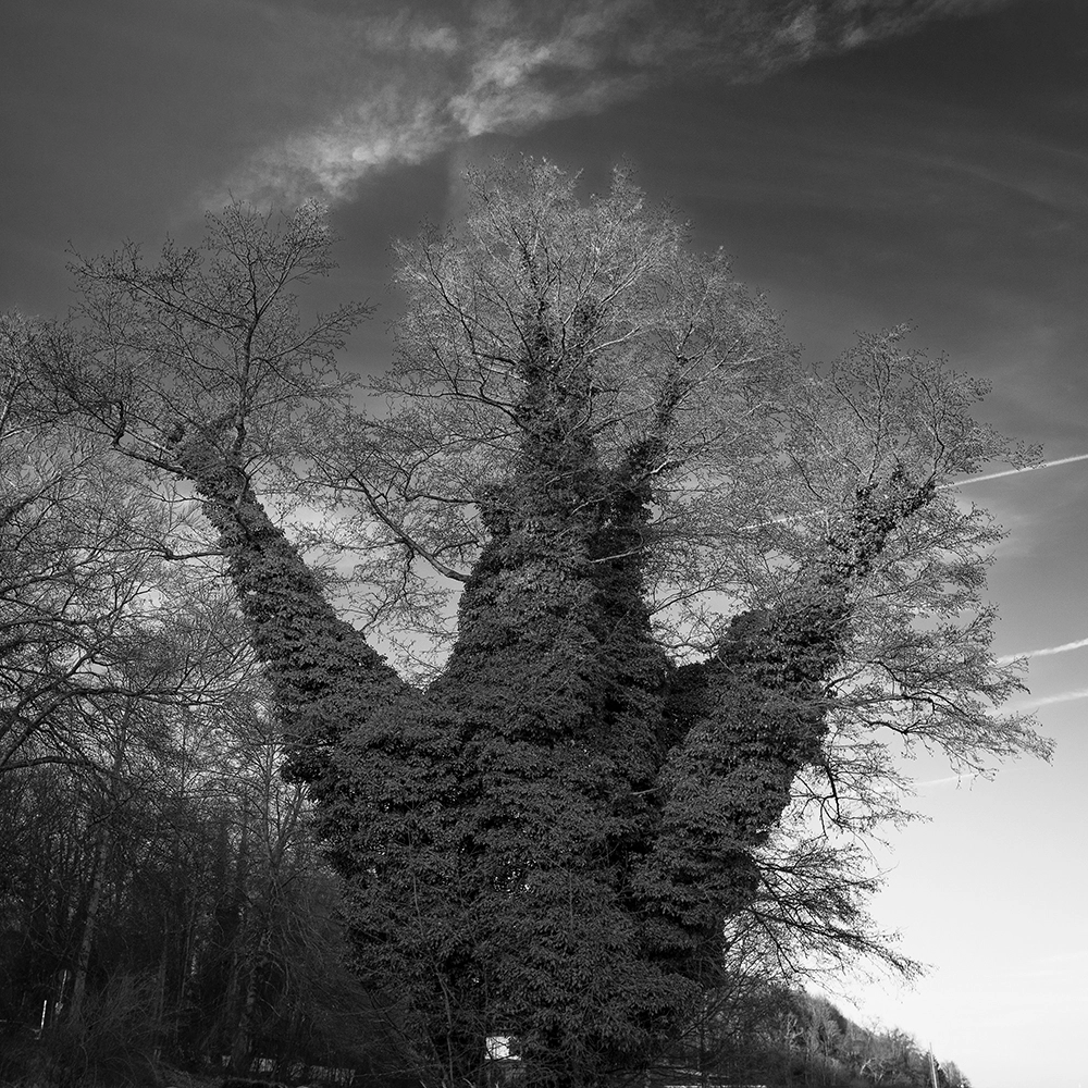 Panasonic Lumix DMC-GX7 sample photo. Tree photography