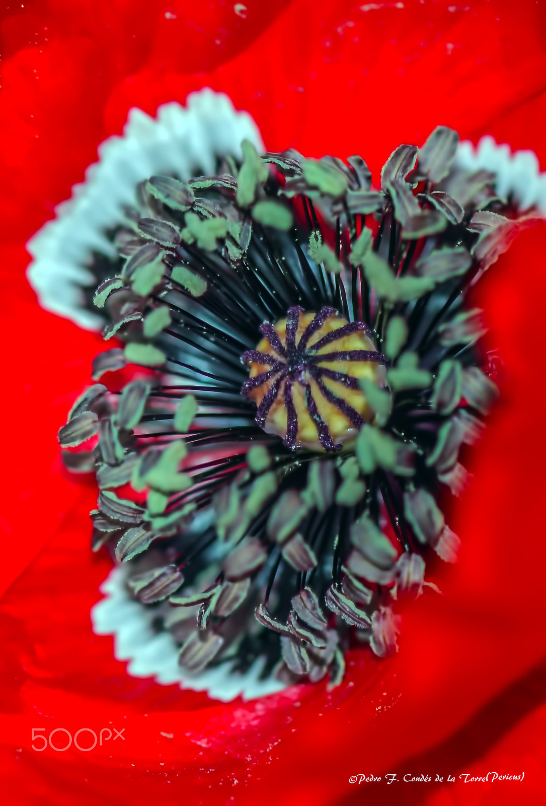 Canon EOS 550D (EOS Rebel T2i / EOS Kiss X4) + Canon EF 100mm F2.8 Macro USM sample photo. The heart of the poppy - el corazón de la amapola photography