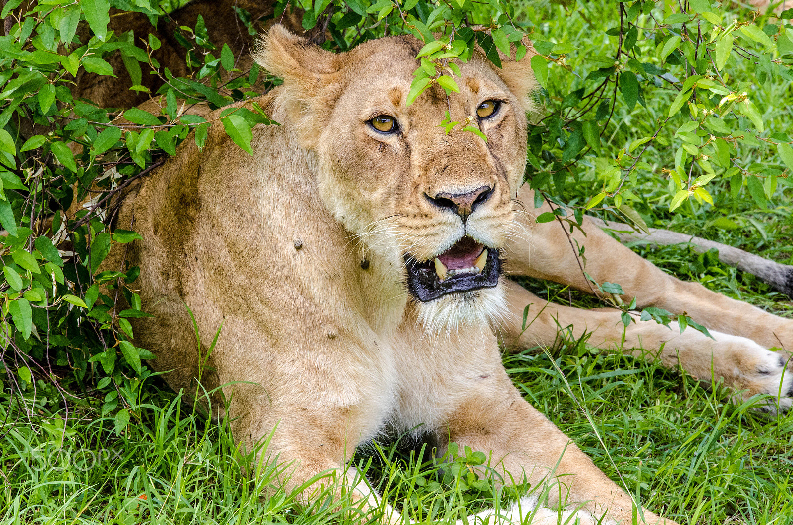 Sigma 50-150mm F2.8 EX APO DC OS HSM sample photo. Lioness photography