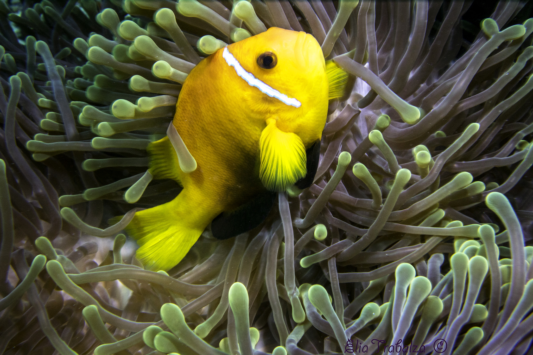 Nikon 1 J4 sample photo. Pesce pagliaccio photography