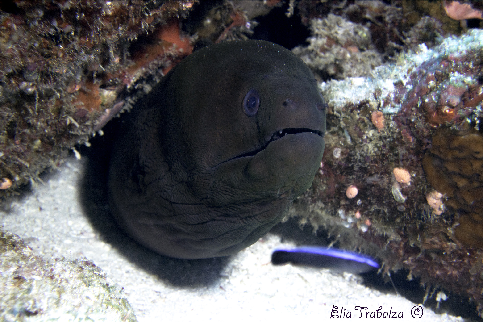 Nikon 1 J4 sample photo. Murena e pesce pulitore photography