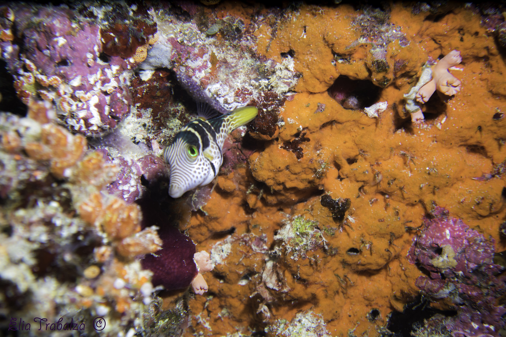 Nikon 1 J4 sample photo. Pesce palla di valentini photography