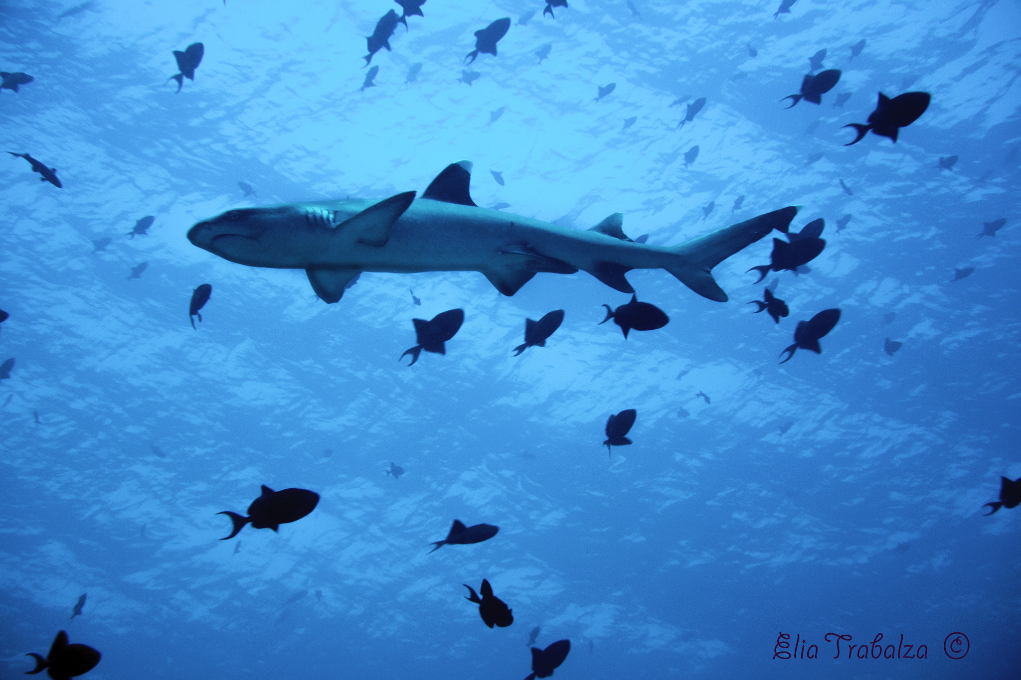 Nikon 1 J4 sample photo. Squalo pinnabianca e triggerfish photography