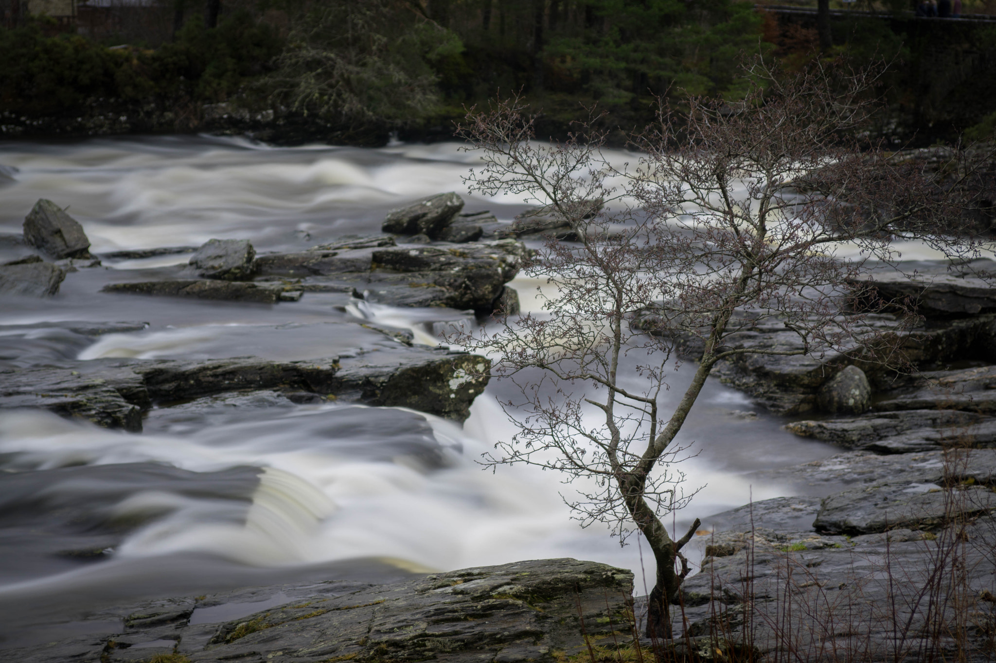 Sony ILCA-77M2 sample photo. `lost tree` by falls of dochart photography