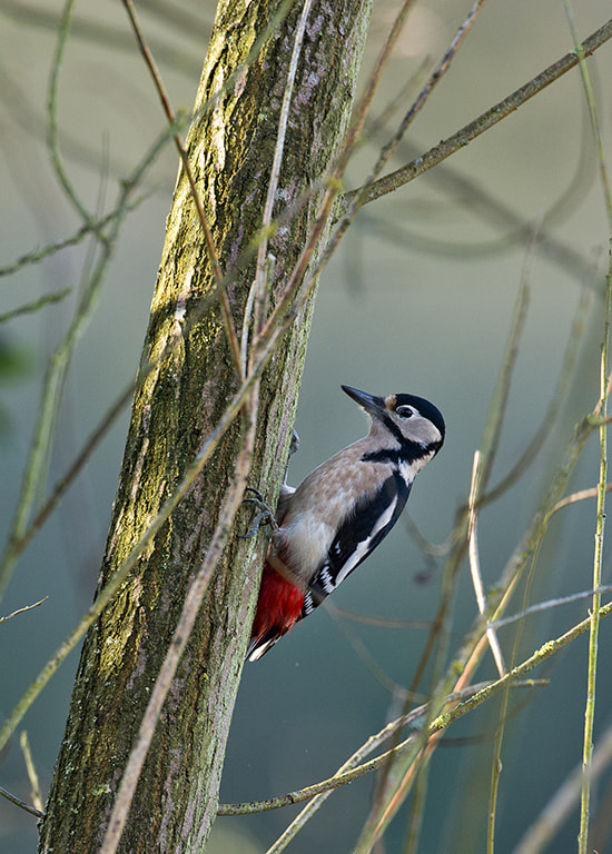 Nikon AF-S Nikkor 600mm F4D ED-IF II sample photo. Great spotted woodpecker (dendrocopos major) photography