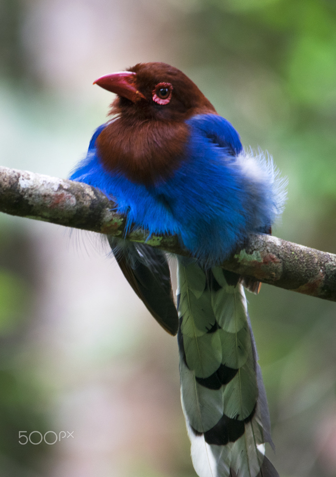Sigma 150-500mm F5-6.3 DG OS HSM sample photo. Sri lankan blue magpie photography