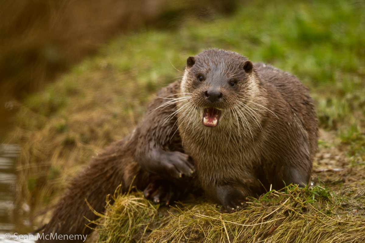 Canon EF 500mm F4L IS II USM sample photo. Faebo photography